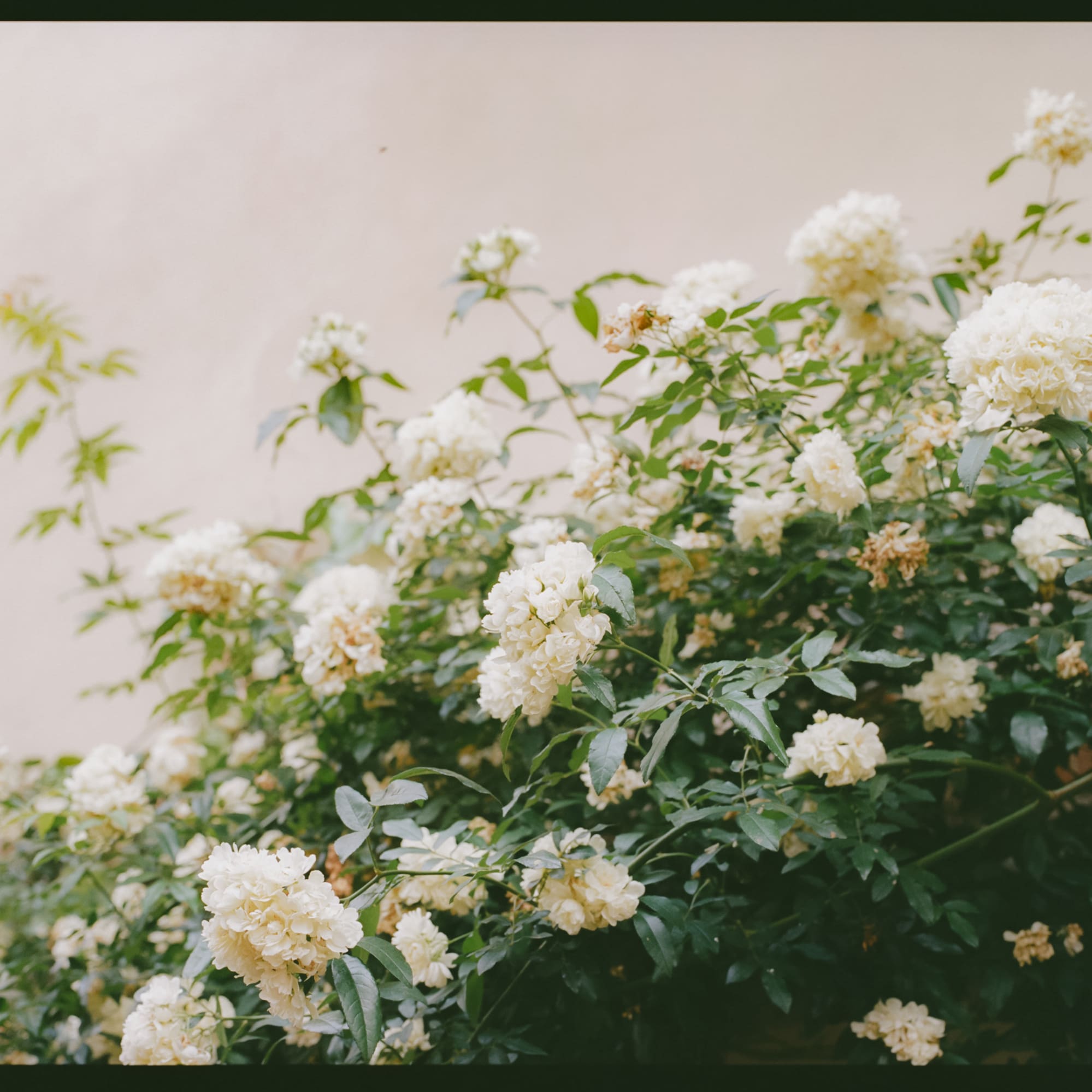 a bush of white flowers