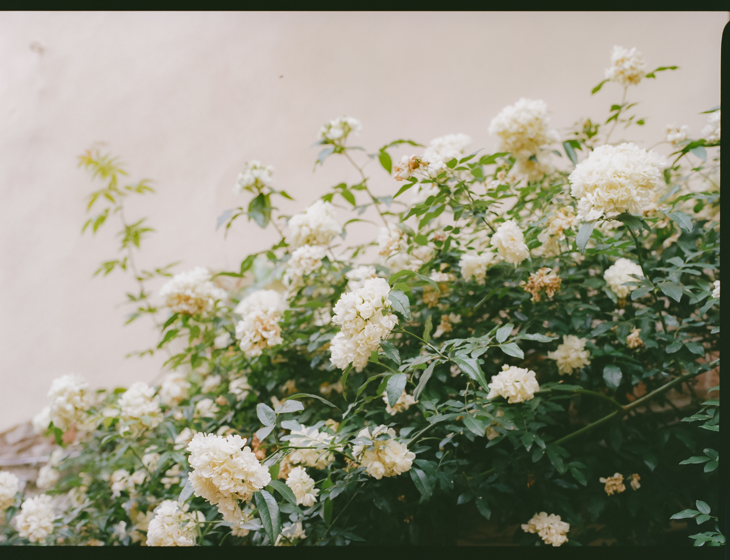 a bush of white flowers