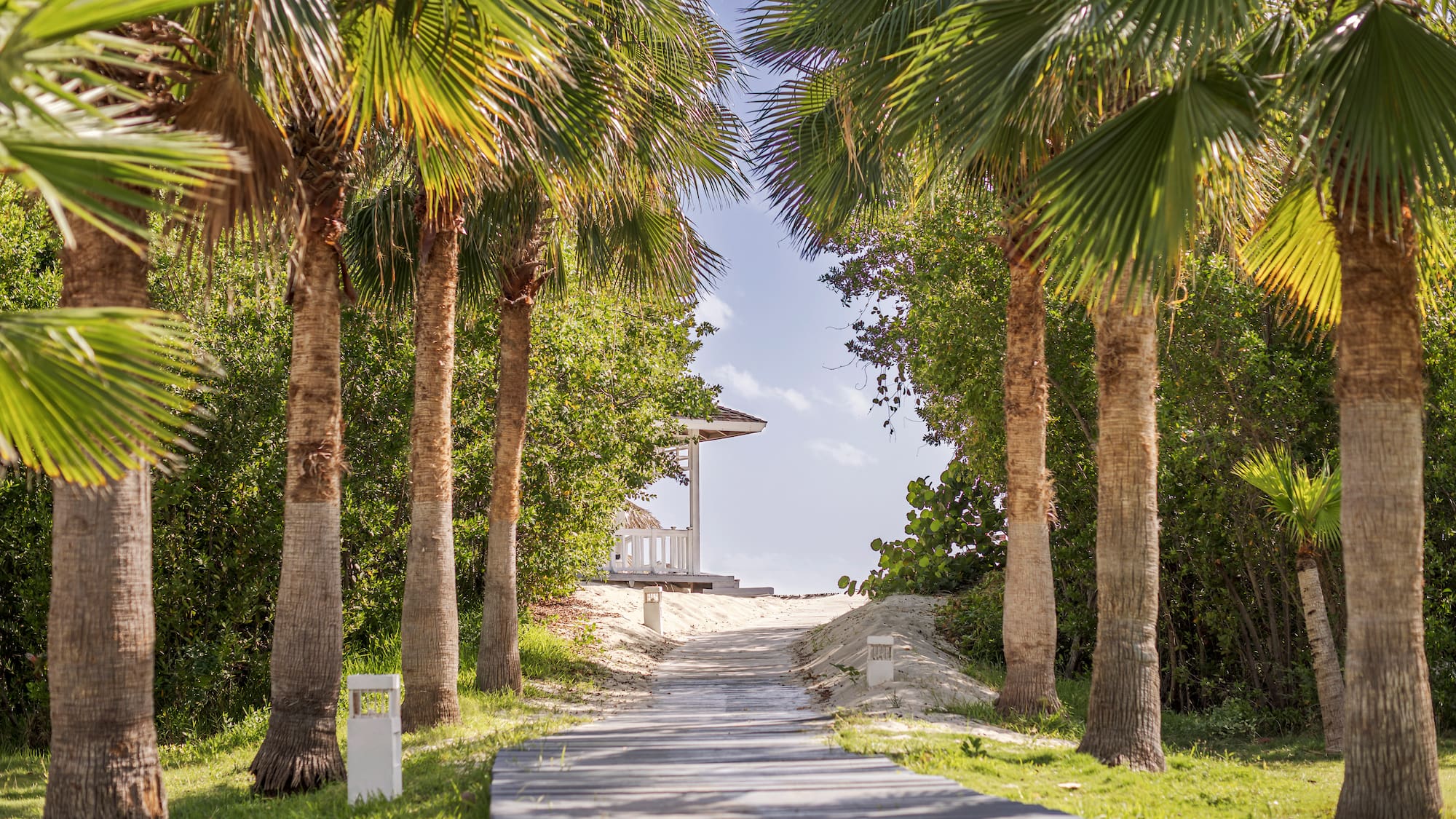a path with palm trees and a gazebo