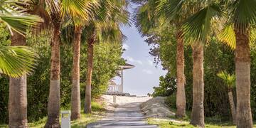 a path with palm trees and a gazebo