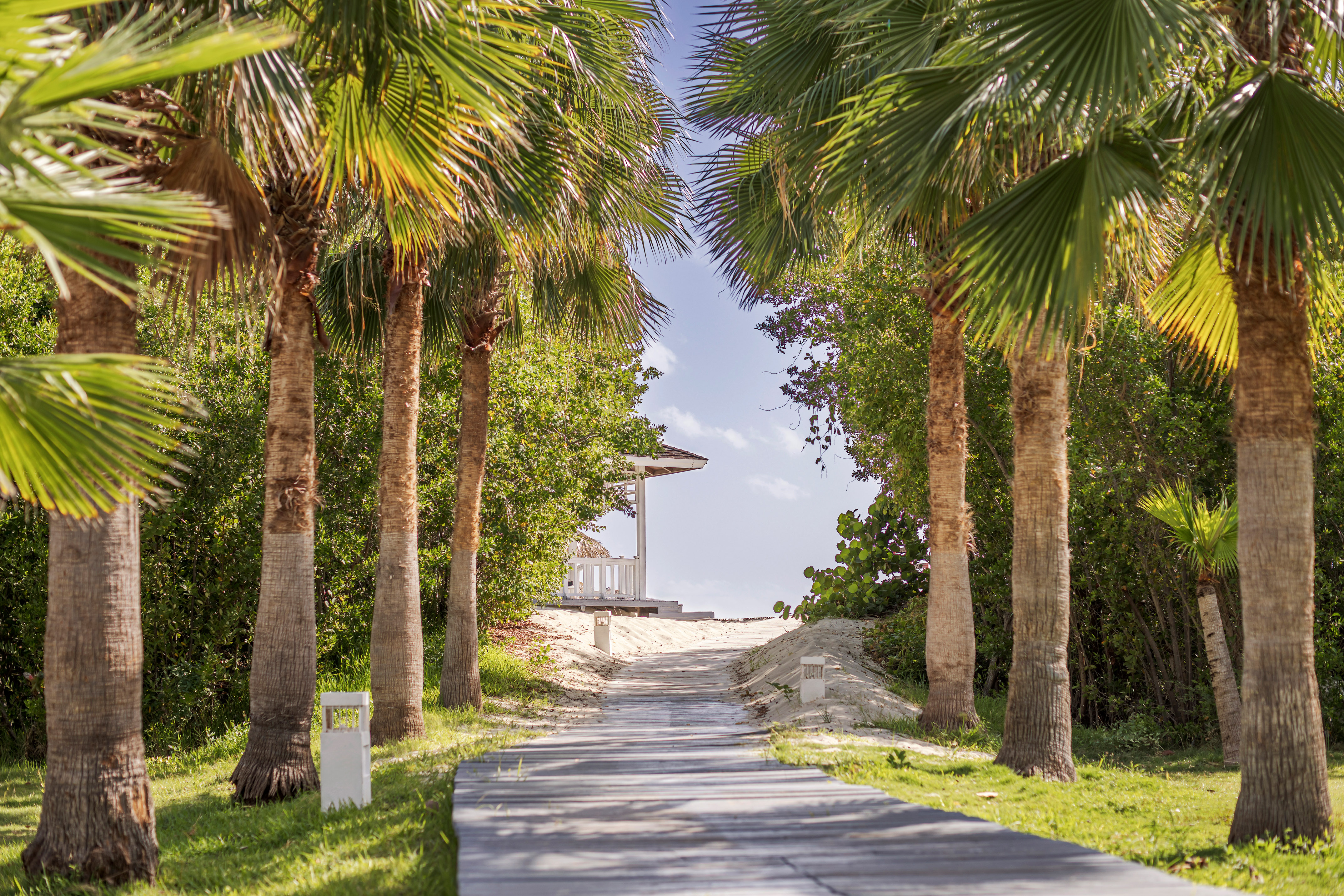 a path with palm trees and a gazebo