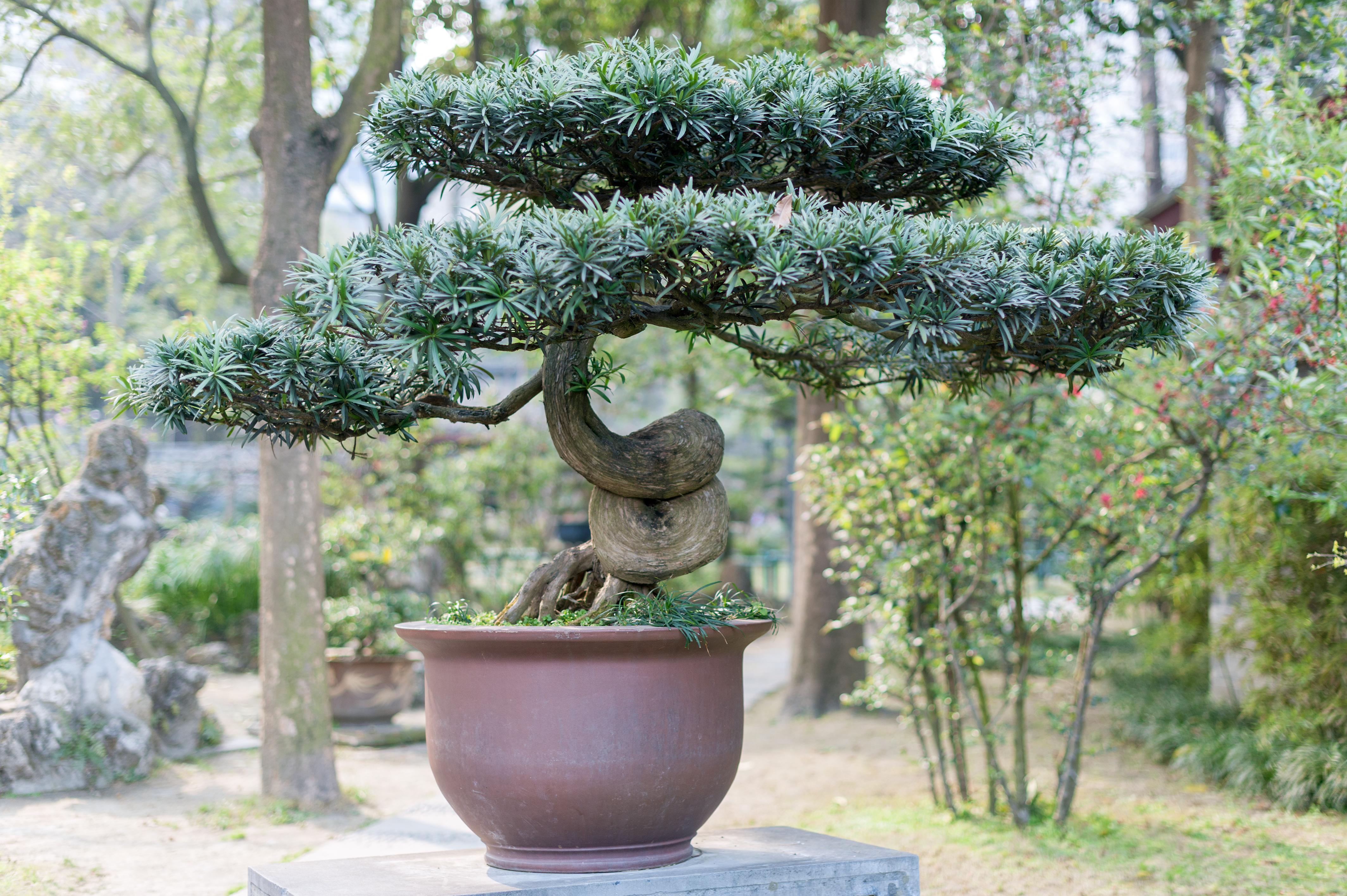 a bonsai tree in a pot