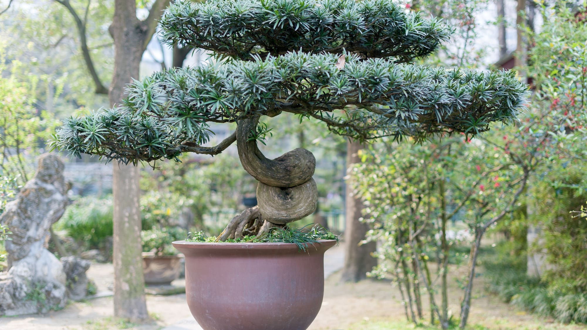 a bonsai tree in a pot