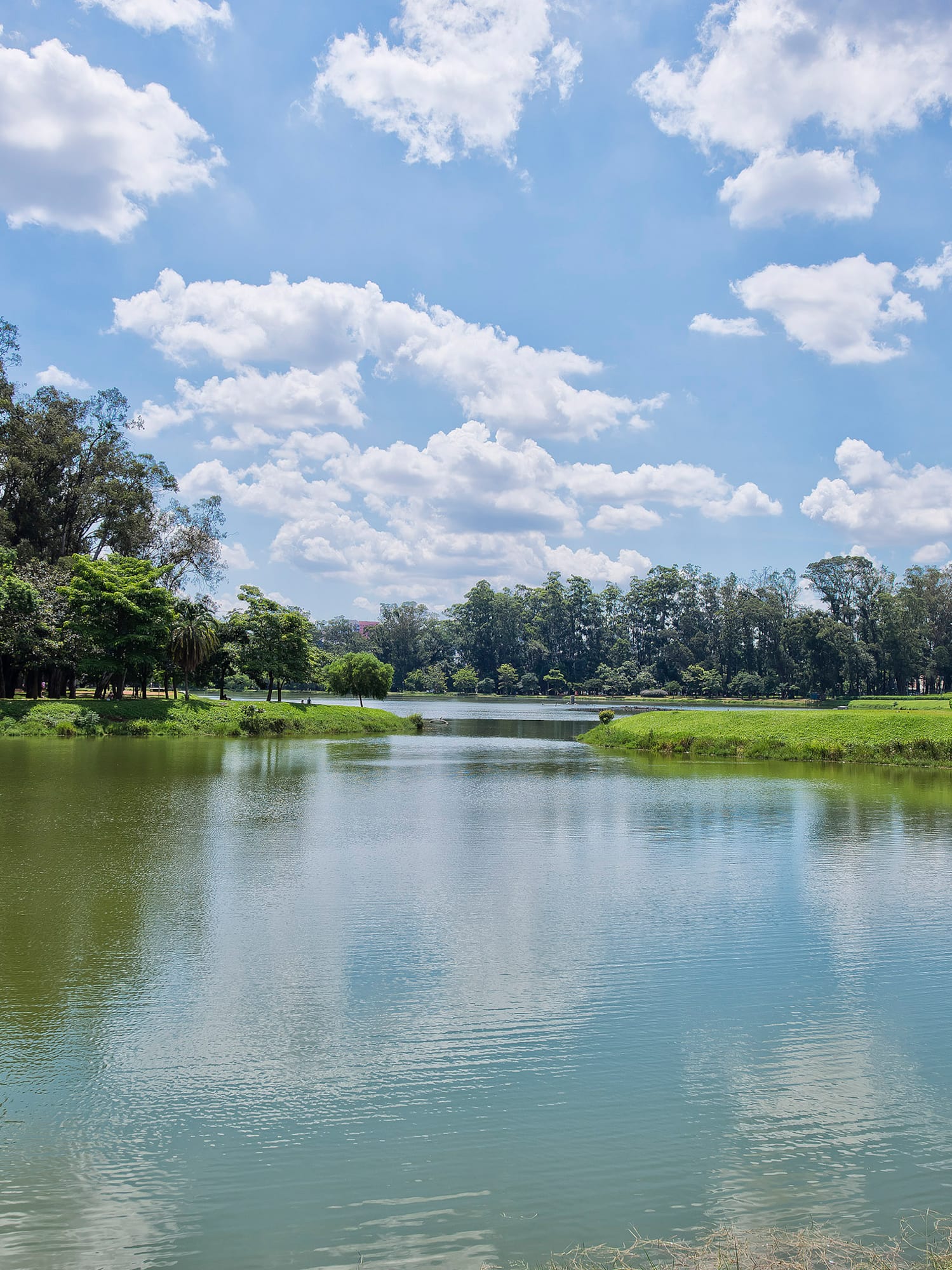 a body of water with trees and grass around it