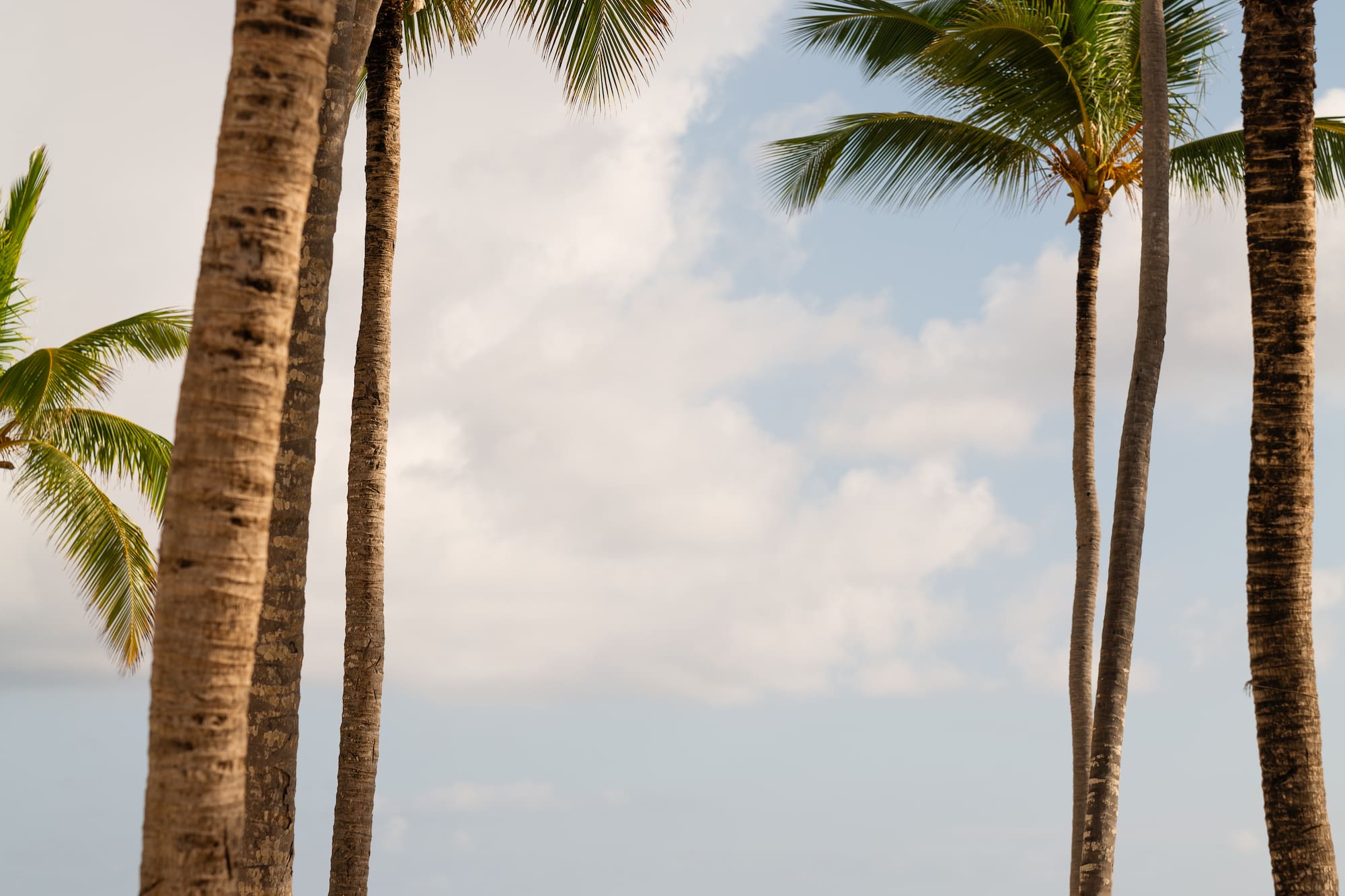a group of women standing on a beach with palm trees