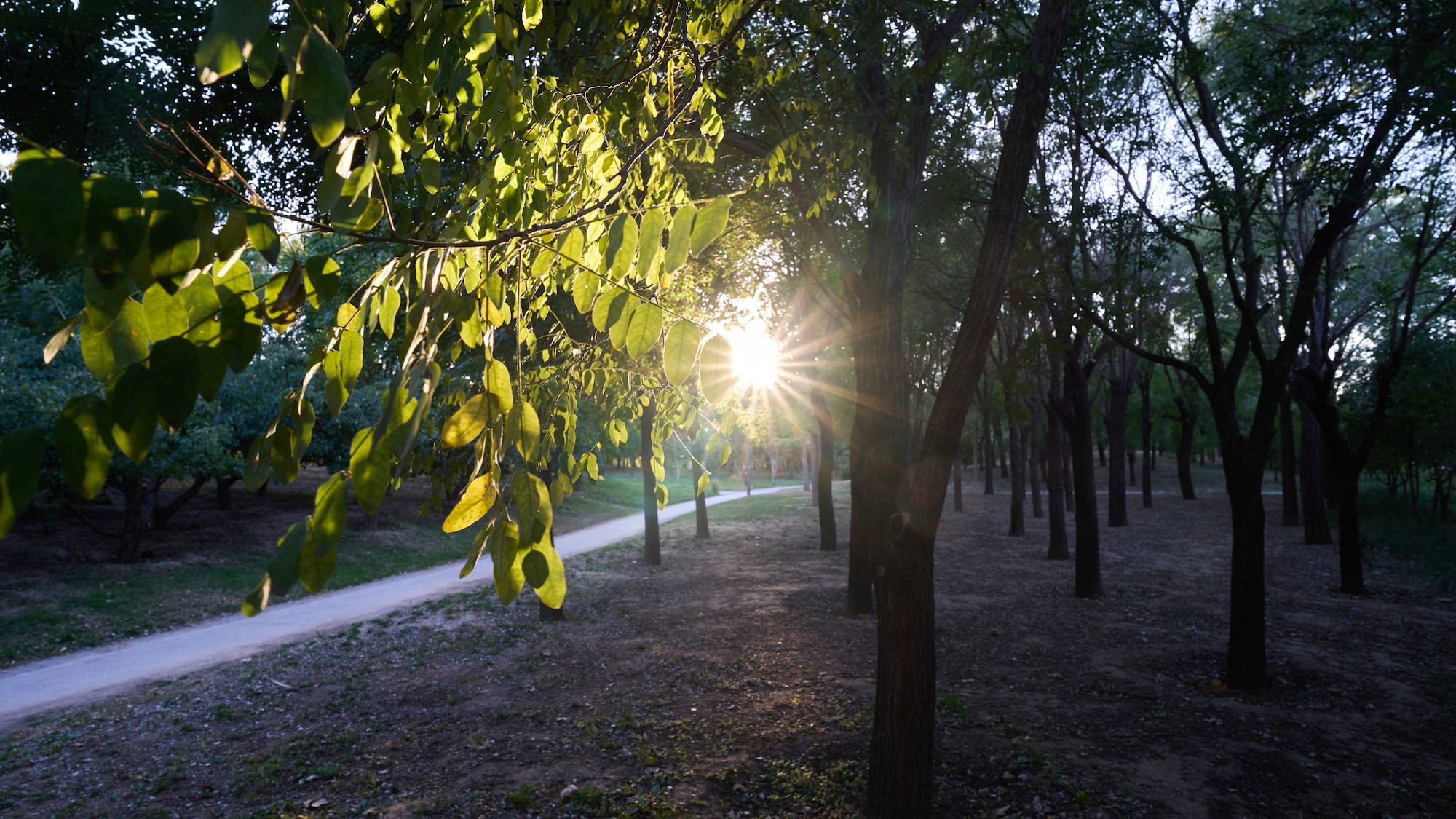 sun shining through trees in a park