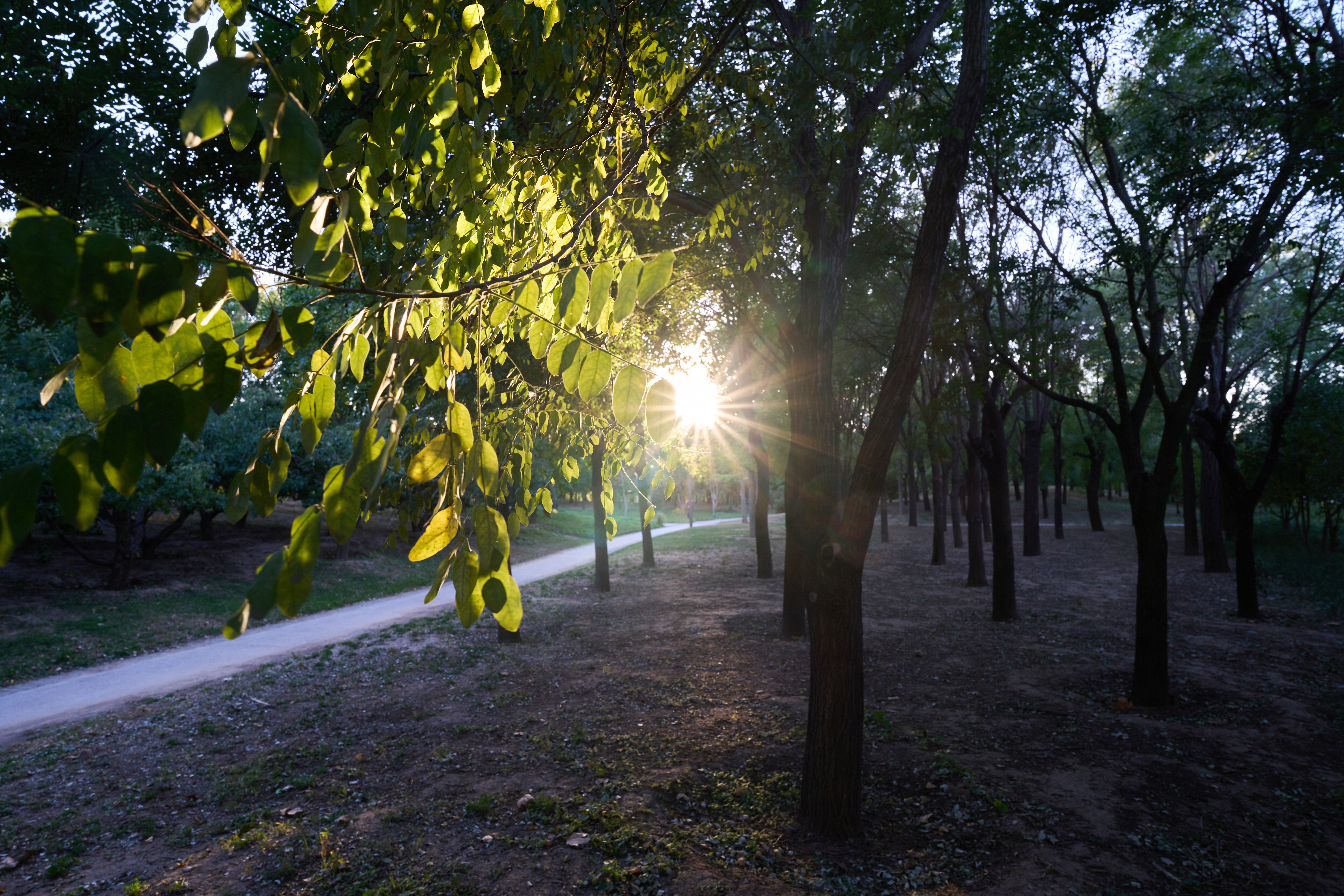 sun shining through trees in a park