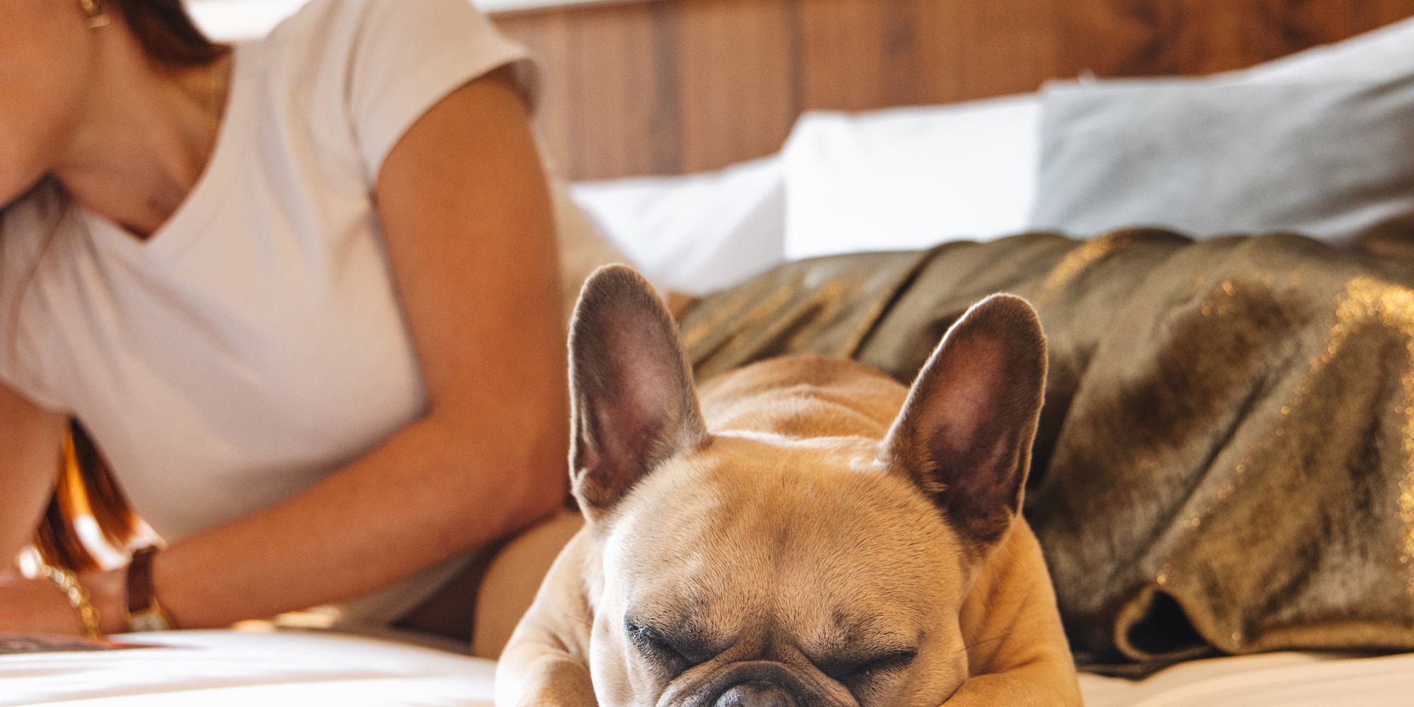 a dog lying on a bed