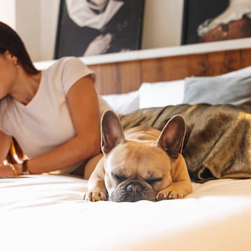 a dog lying on a bed