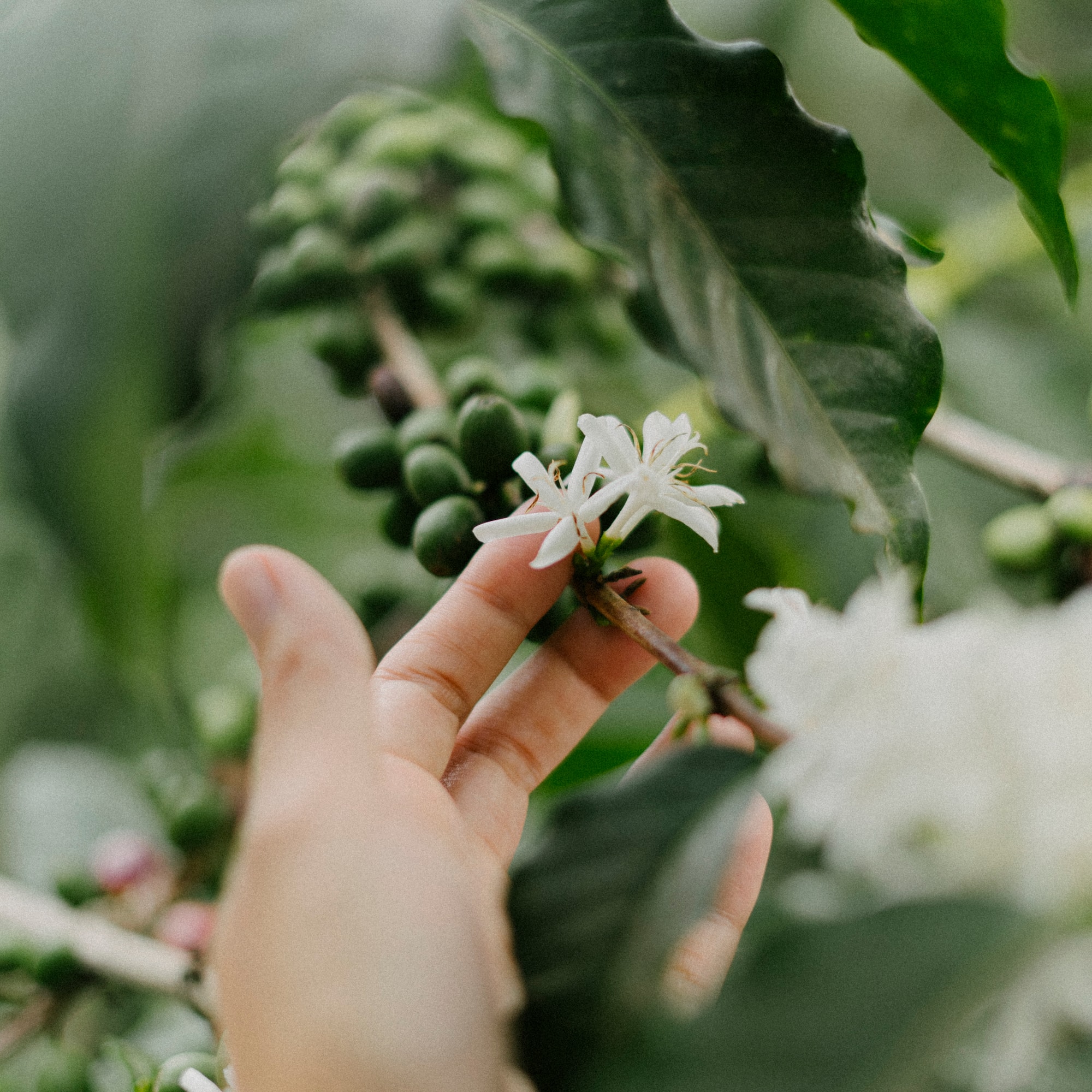 a hand holding a flower on a branch