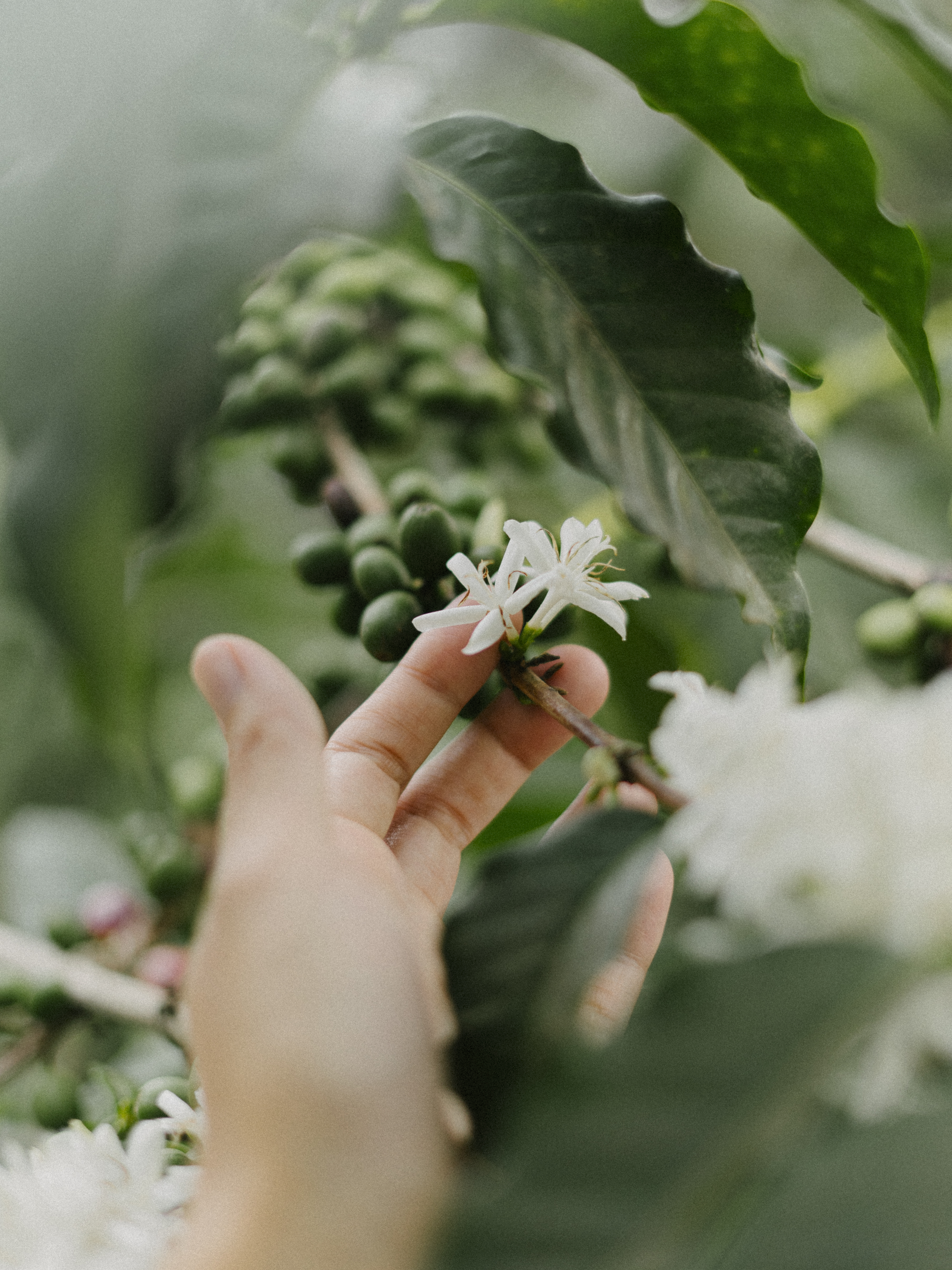 a hand holding a flower on a branch