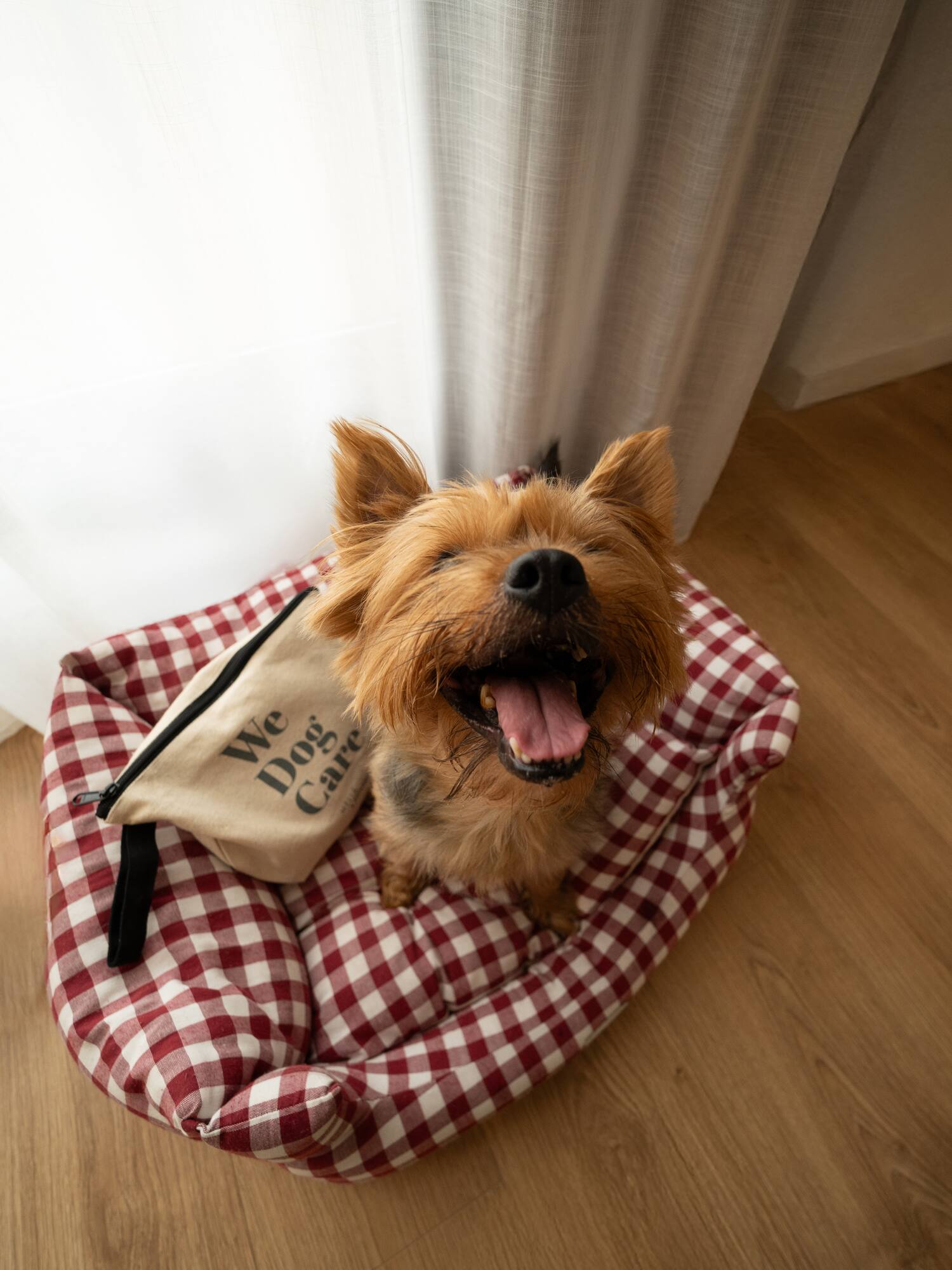 a dog sitting on a dog bed