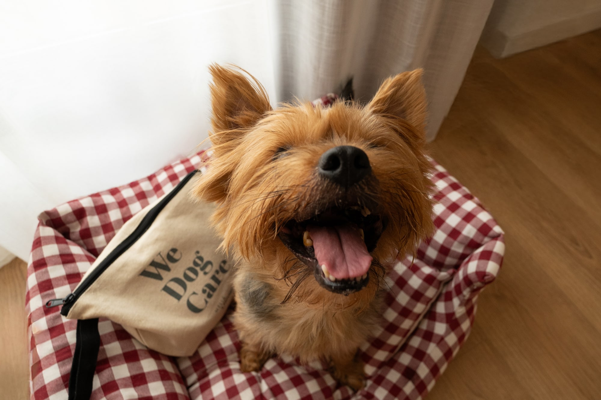 a dog sitting on a dog bed