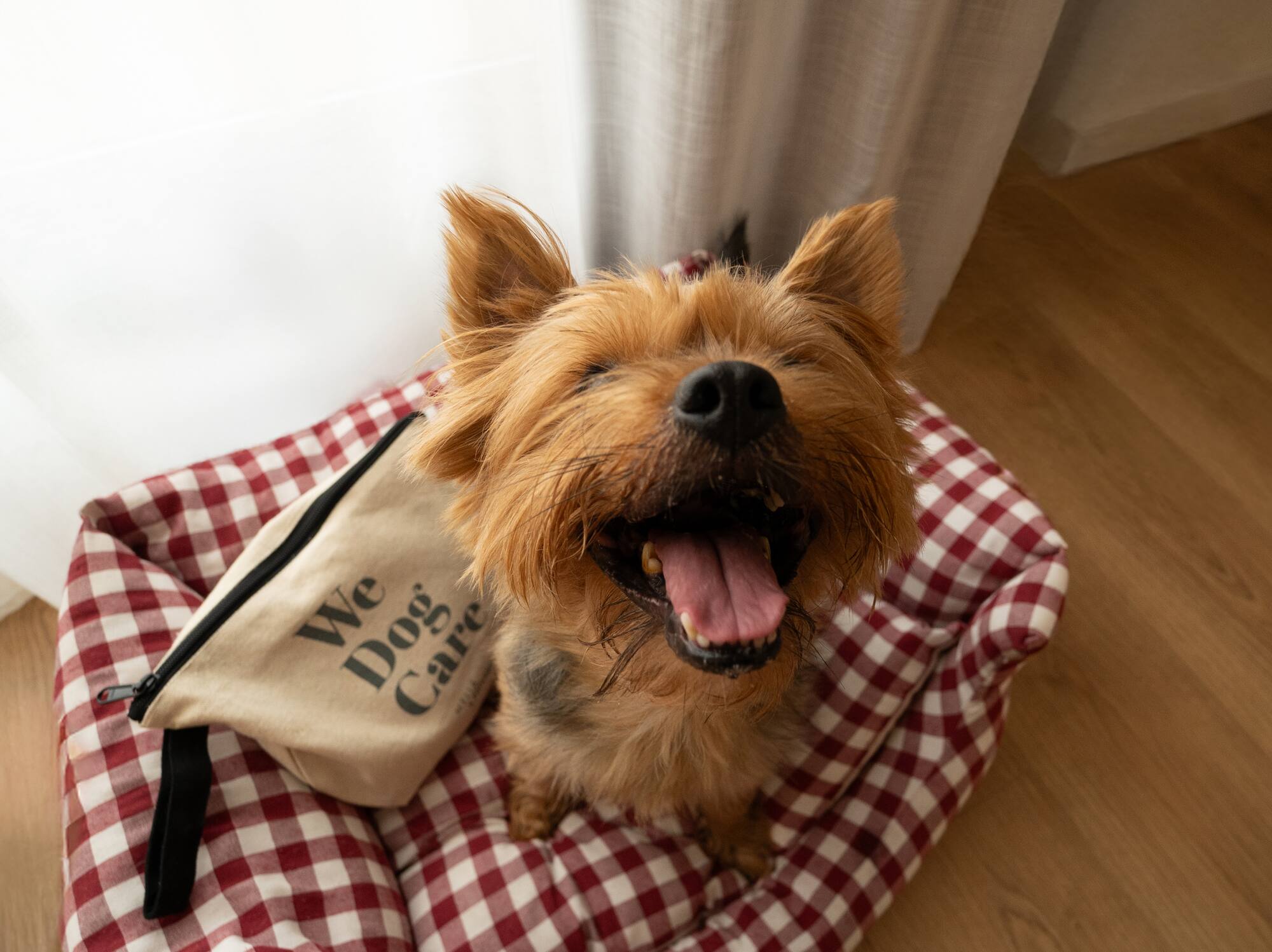 a dog sitting on a dog bed