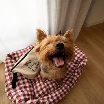 a dog sitting on a dog bed