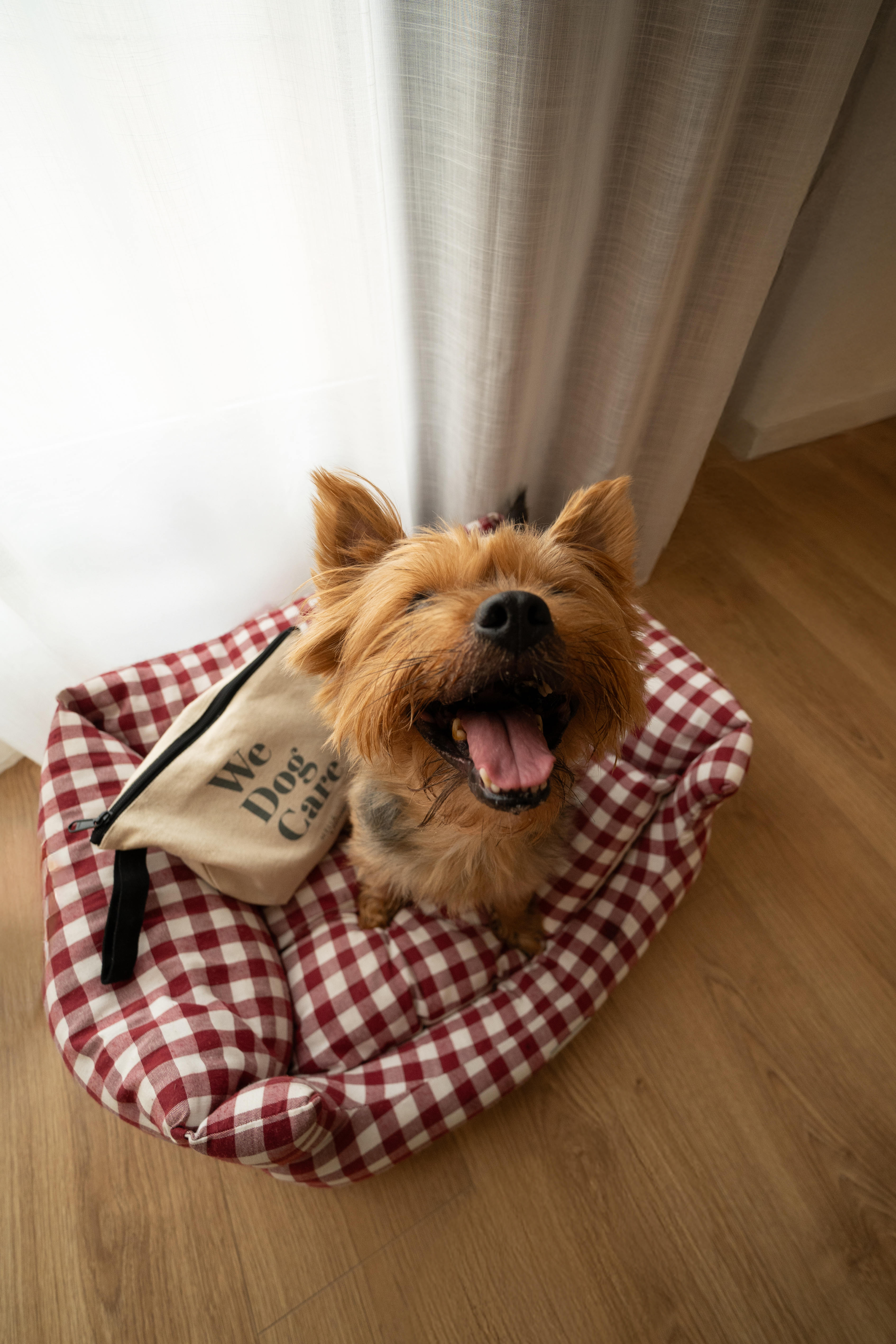 Smiling Yorkie in a red gingham dog bed next to a 'We Dog Care' bag.