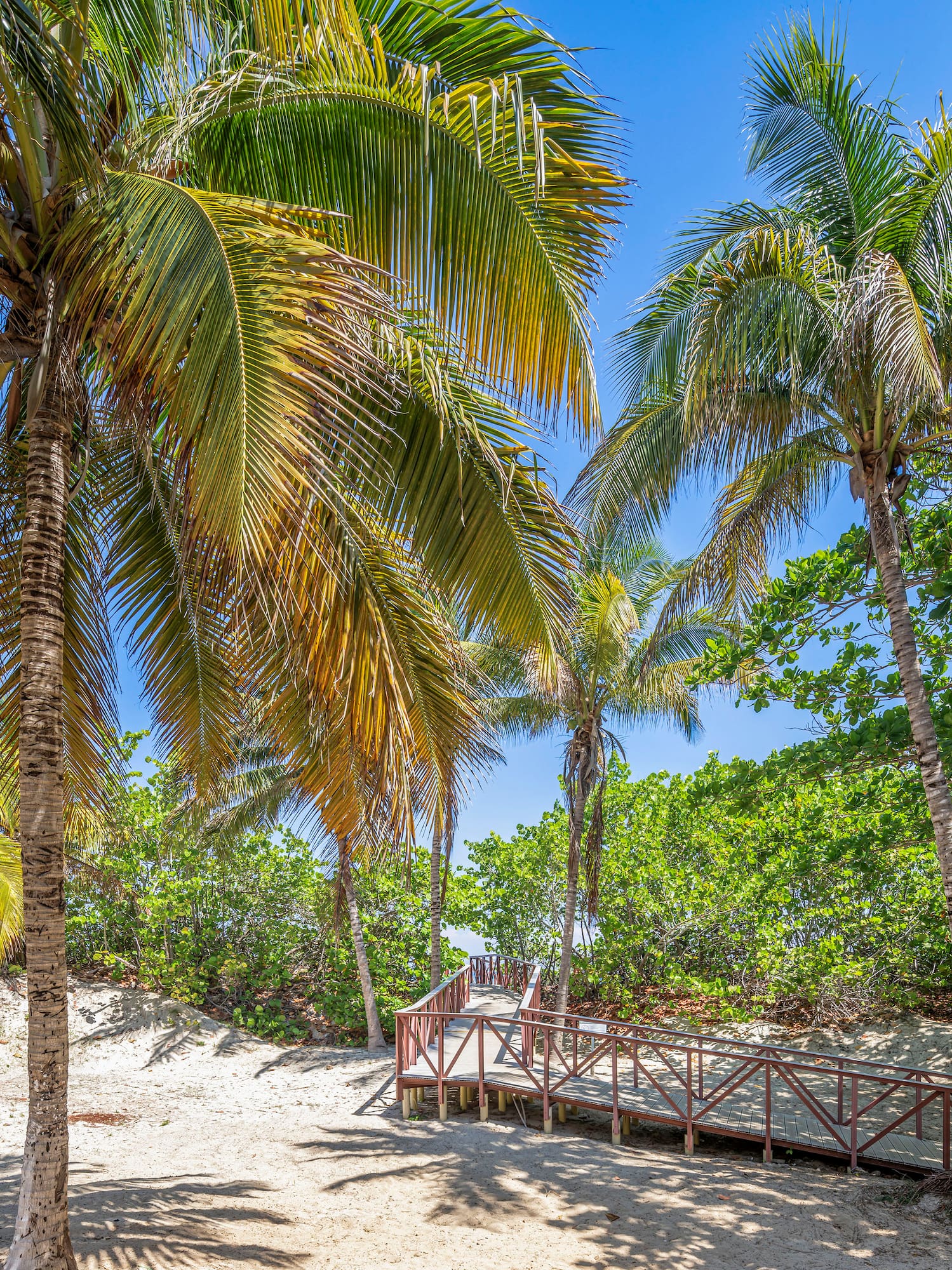 a walkway between palm trees