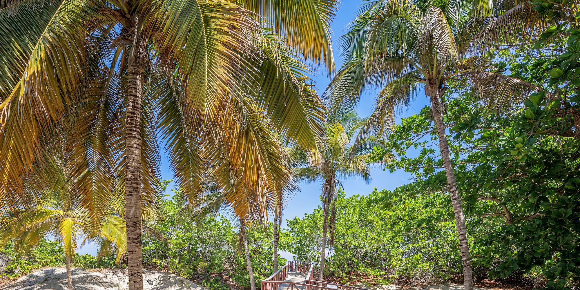 a walkway between palm trees