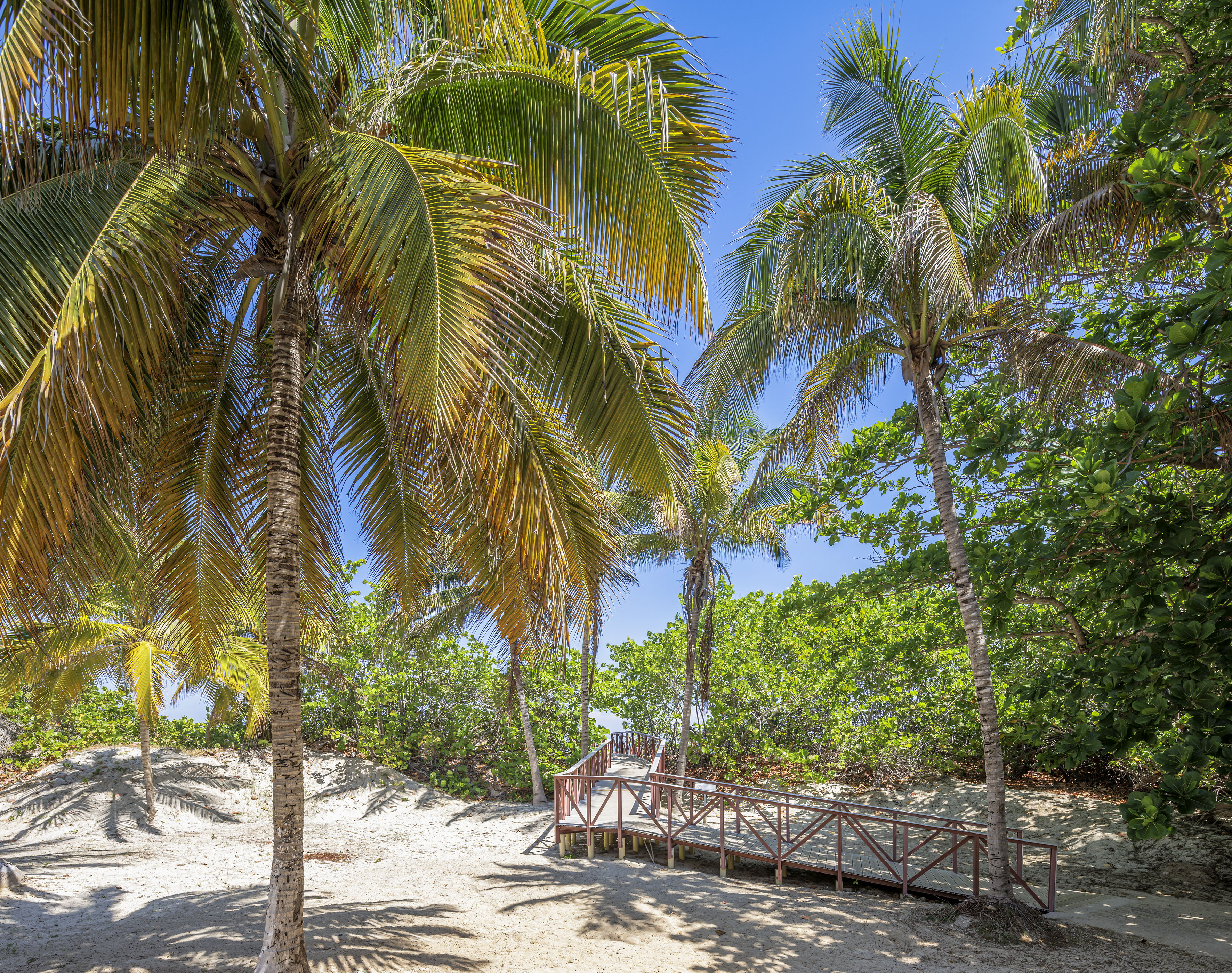 a walkway between palm trees