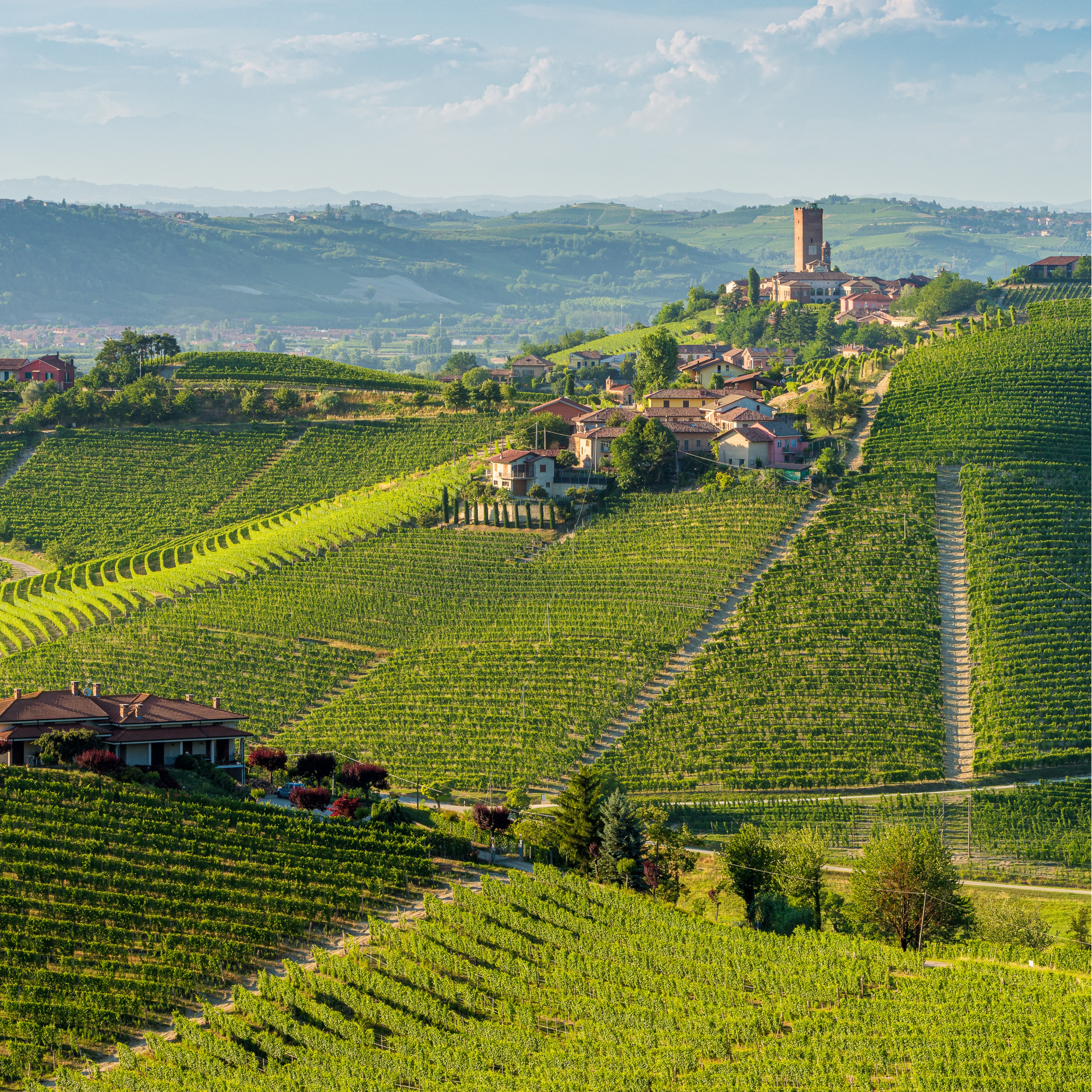 Rolling vineyard hills with a historic village and tower in Langhe, Italy.