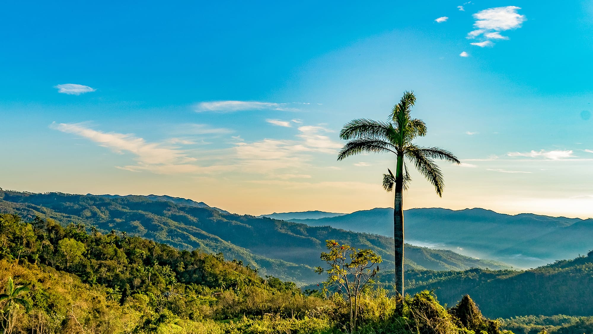 a palm tree in a grassy area
