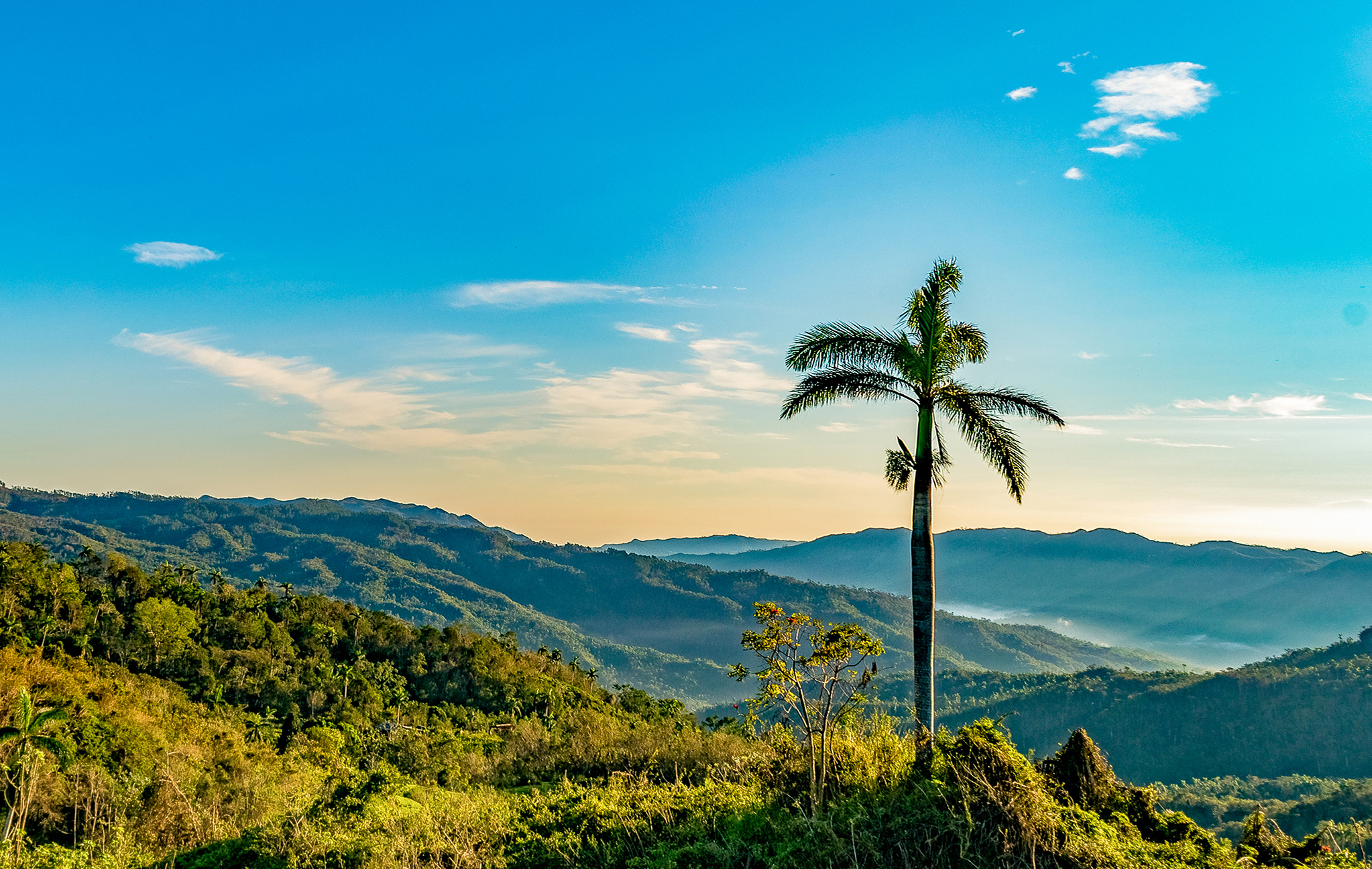 a palm tree in a grassy area