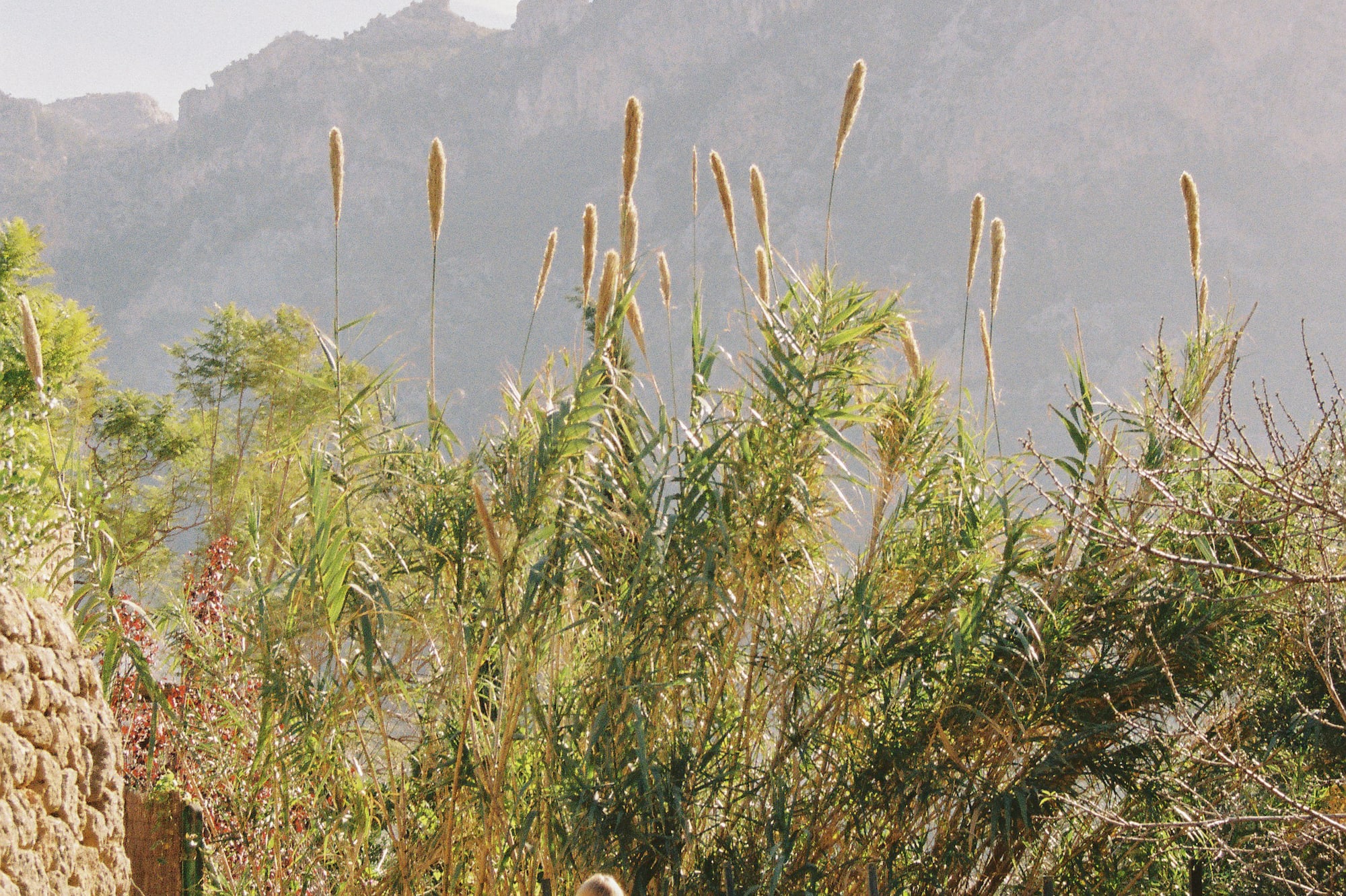 Blonde woman walking dirt path lined with tall reeds toward distant mountains.