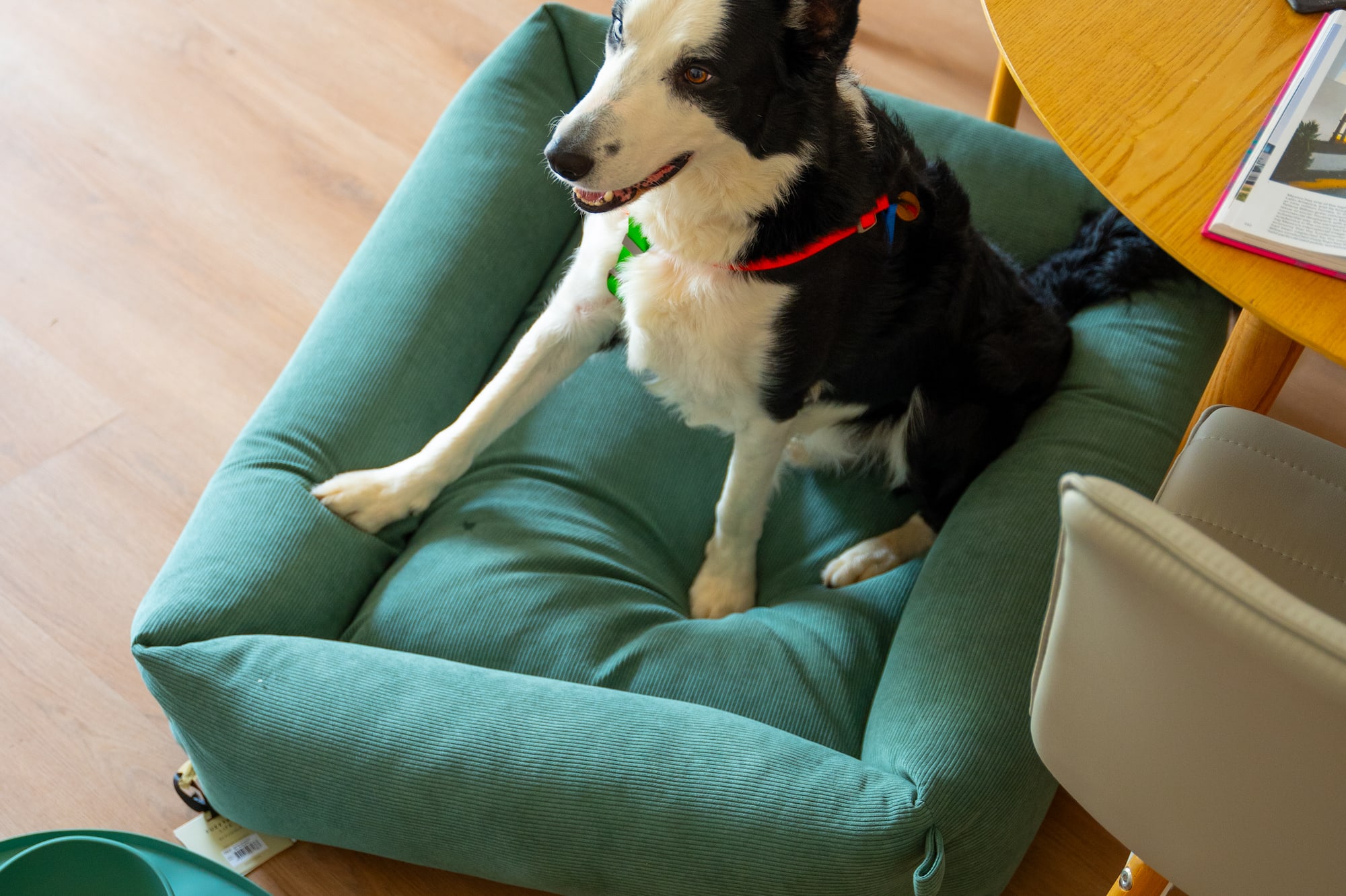 Black and white Border Collie in green corduroy dog bed on wood floor.