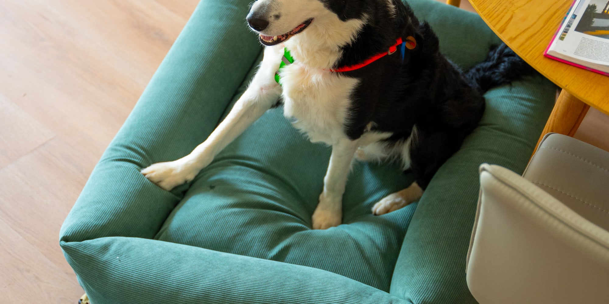 Border Collie in comfy green dog bed, pet bowls on floor, wooden interior.