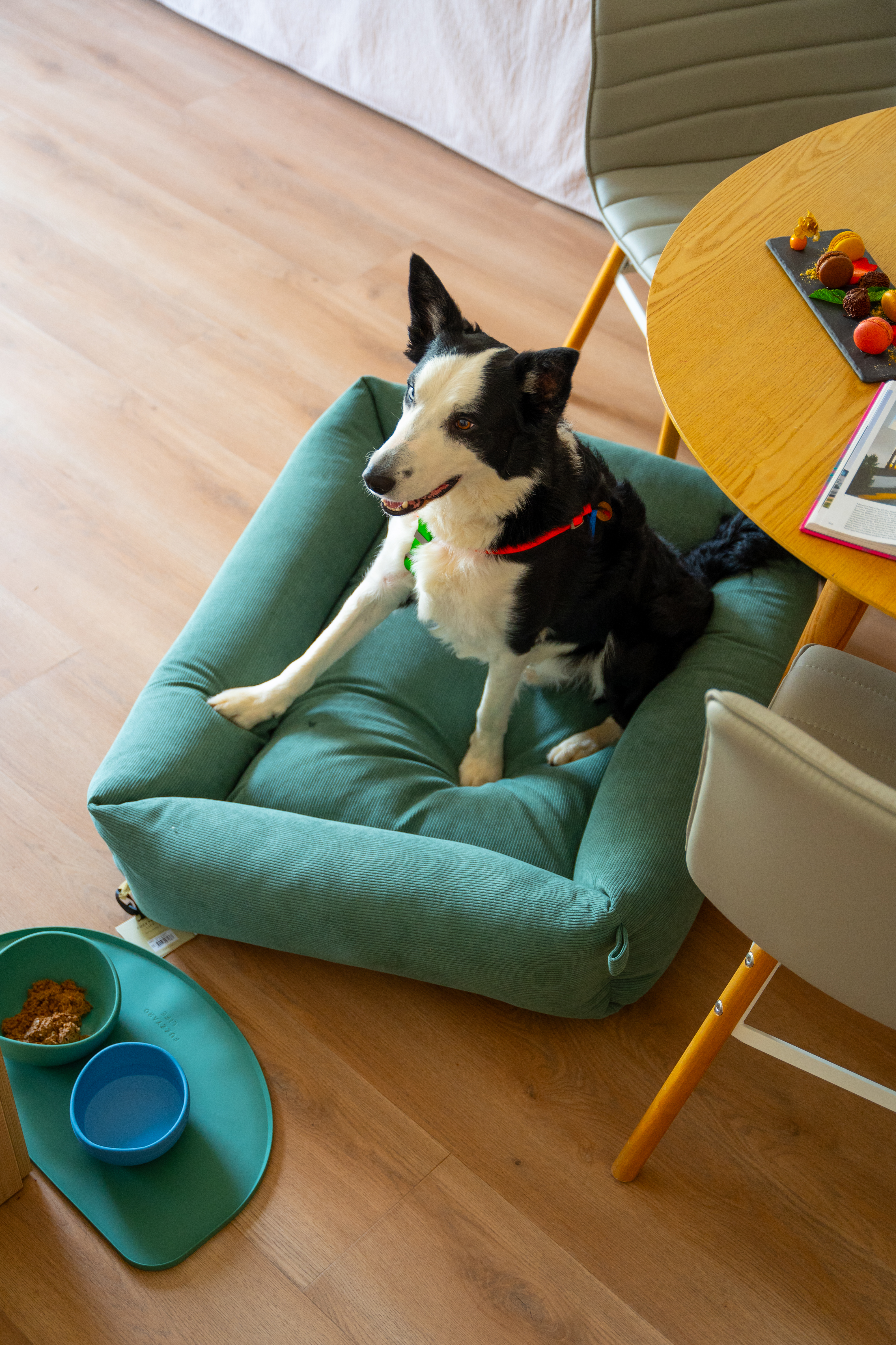 Black and white Border Collie in green corduroy dog bed on wood floor.