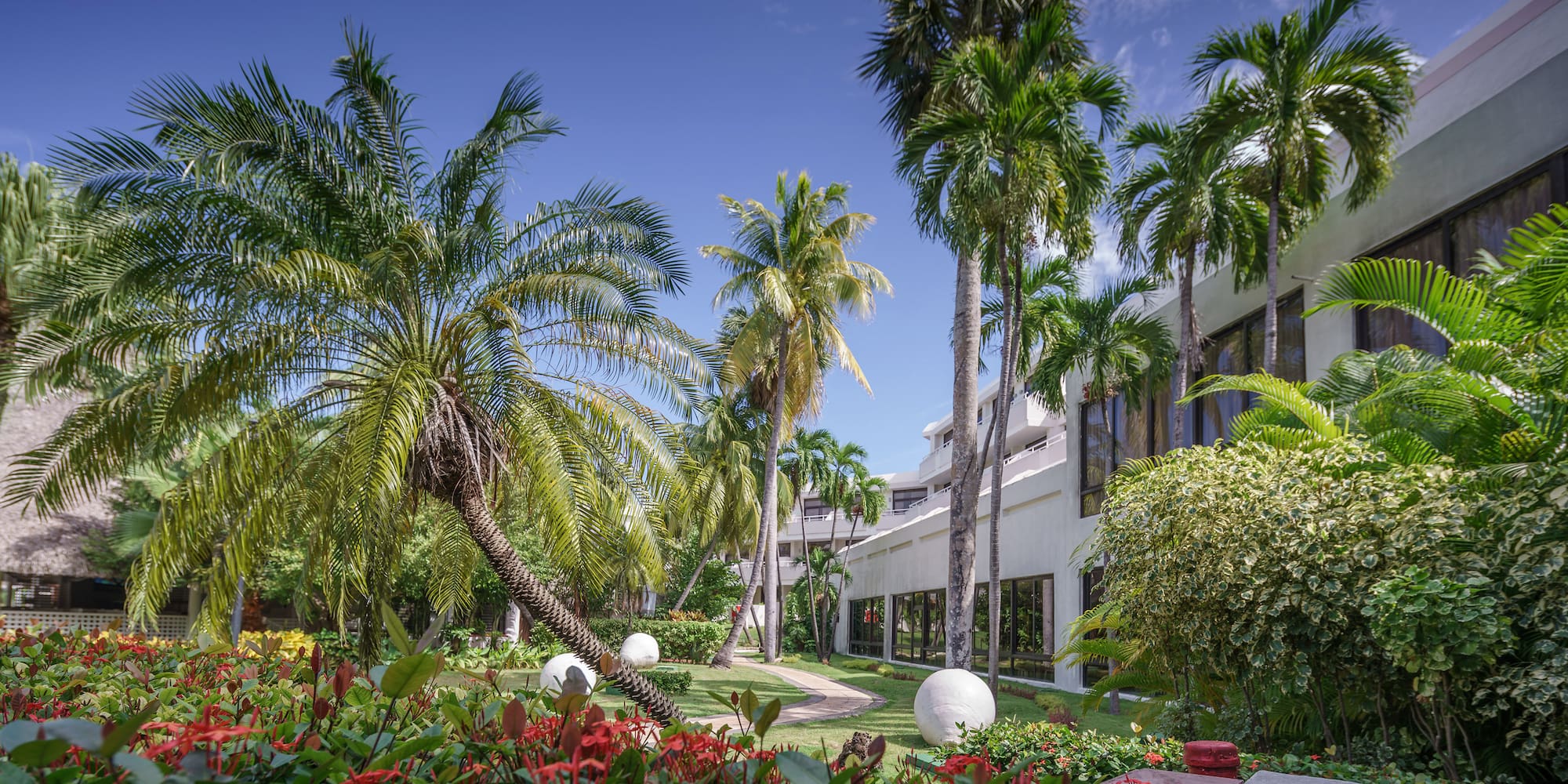 a palm trees and a building