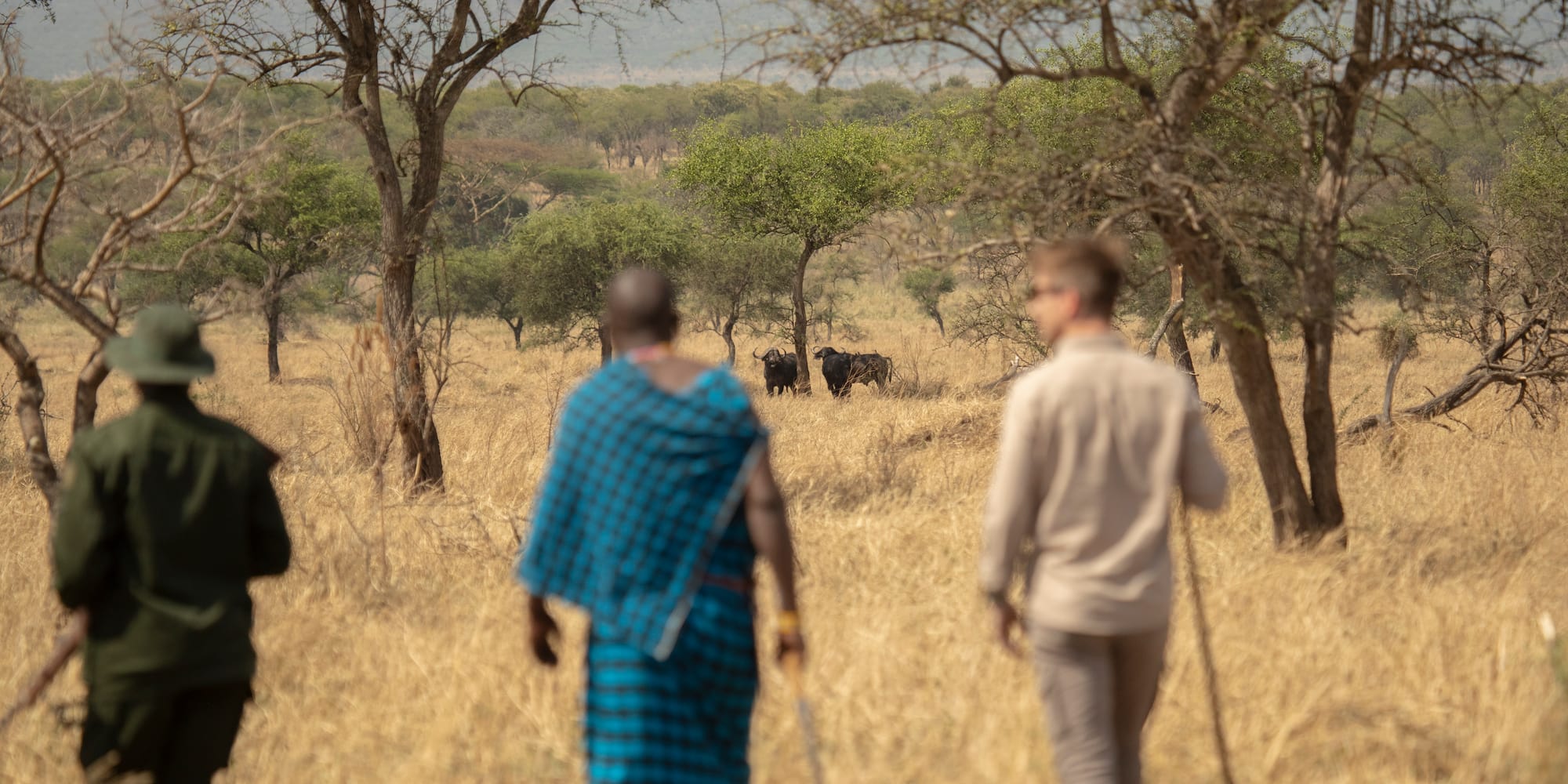 a group of people walking in a field with cows