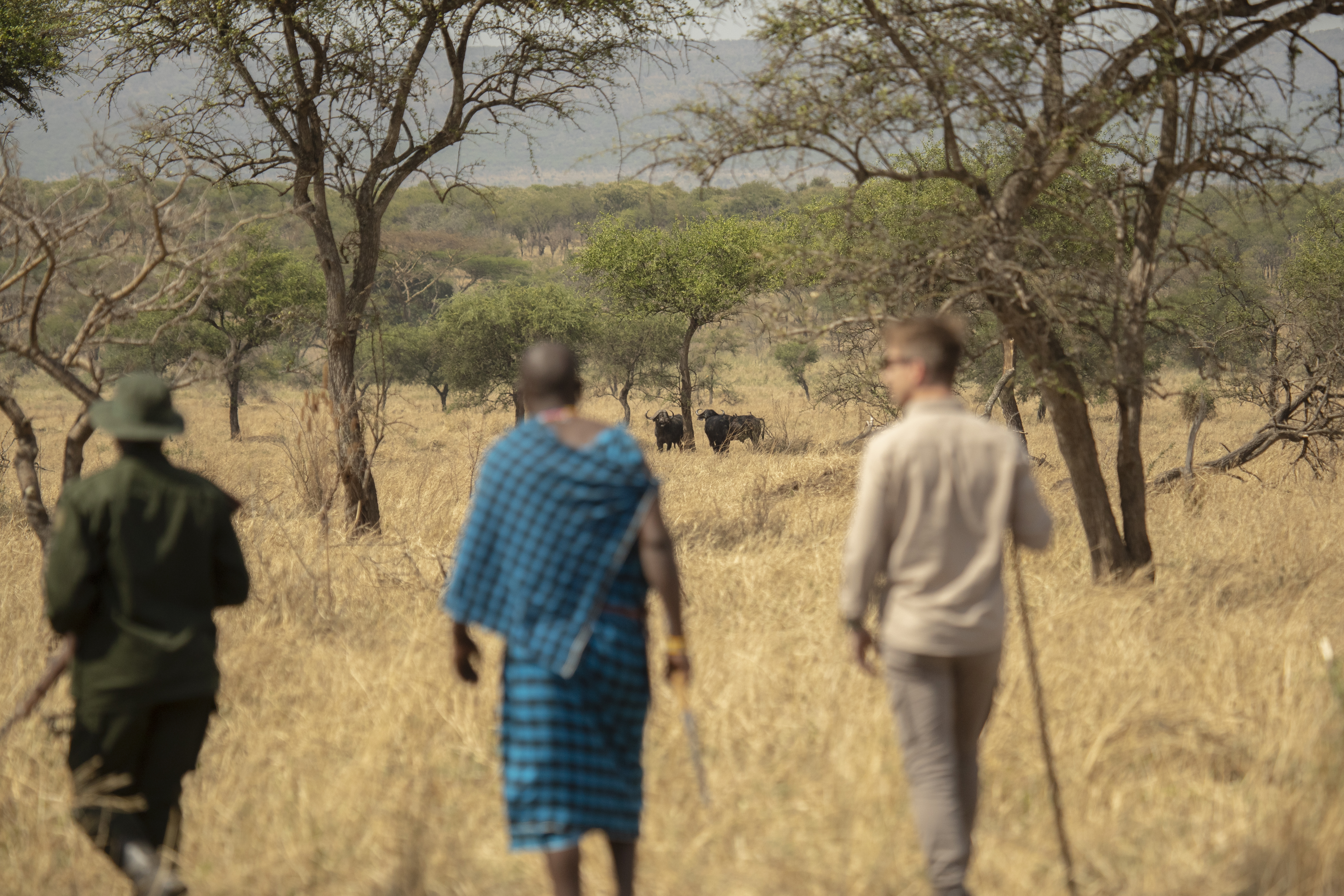 a group of people walking in a field with cows