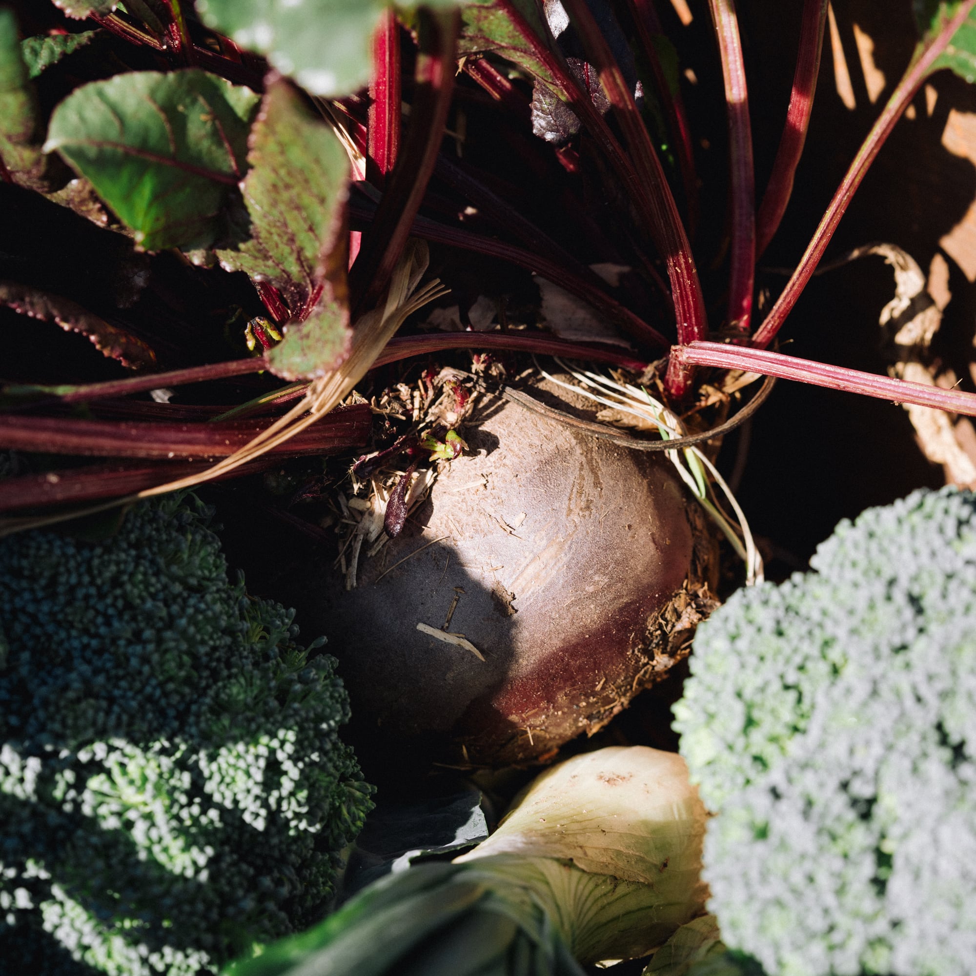 a beet and broccoli in a garden