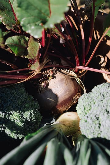 a beet and broccoli in a garden