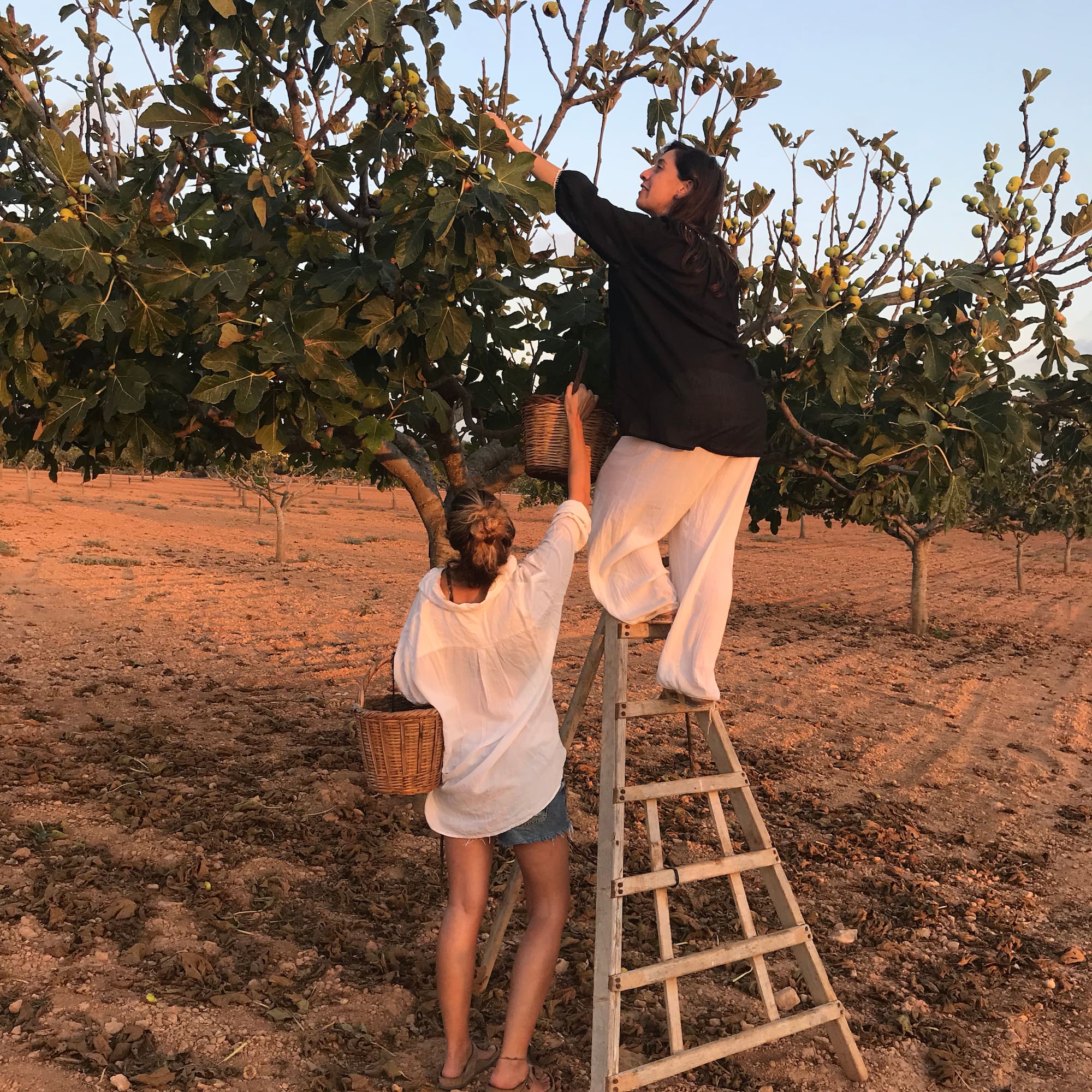 two women on a ladder picking up trees
