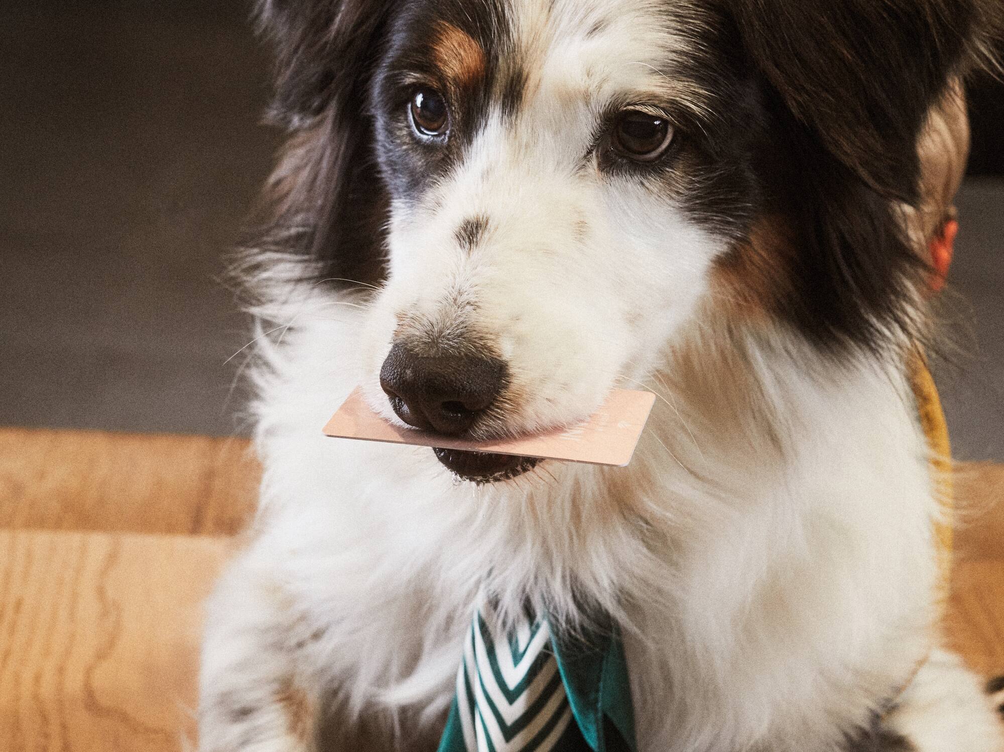a dog wearing a tie