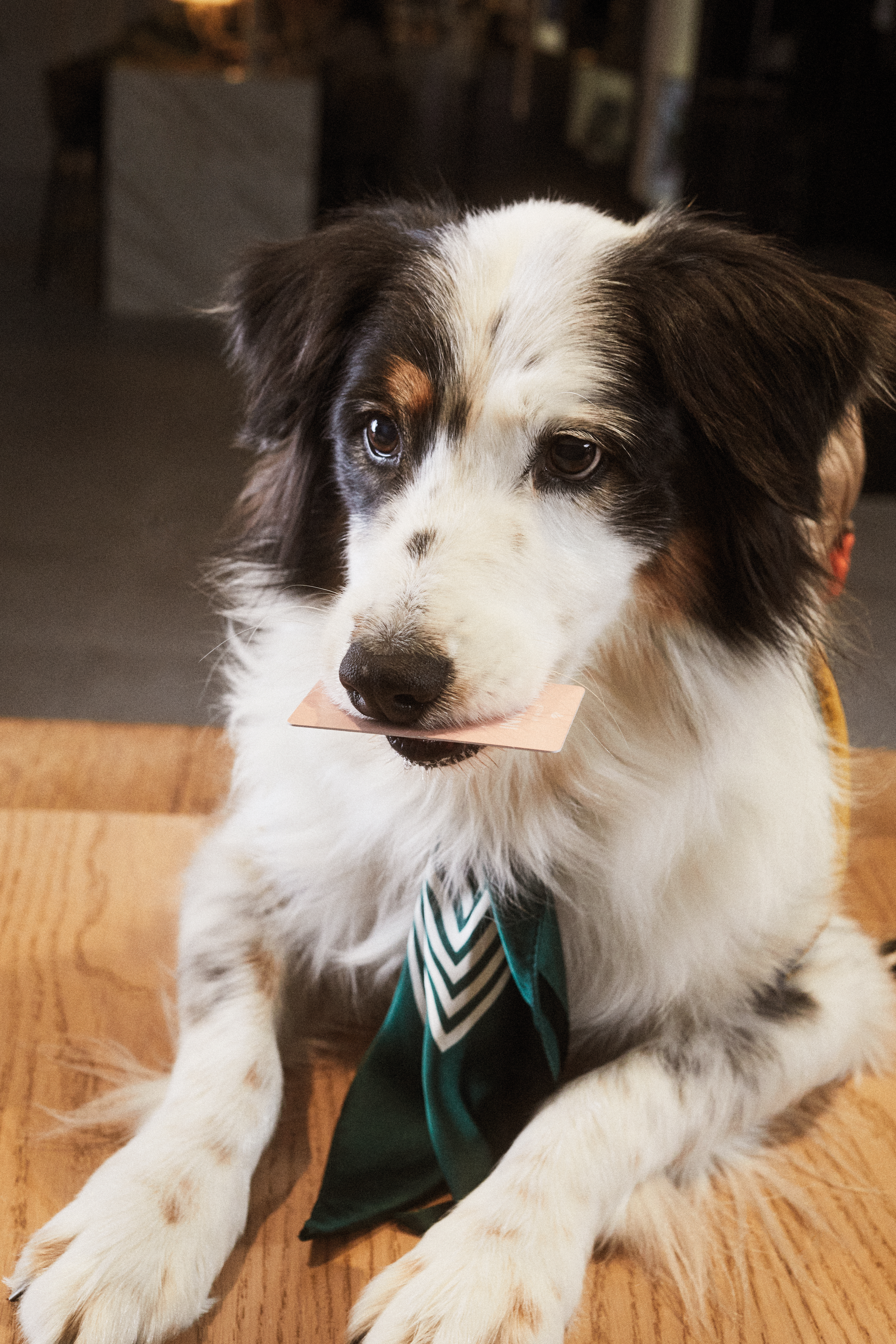 Tricolor dog in a green tie holding a pink card.