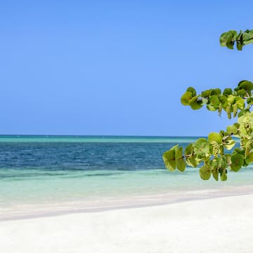 a tree branch with green leaves on a beach