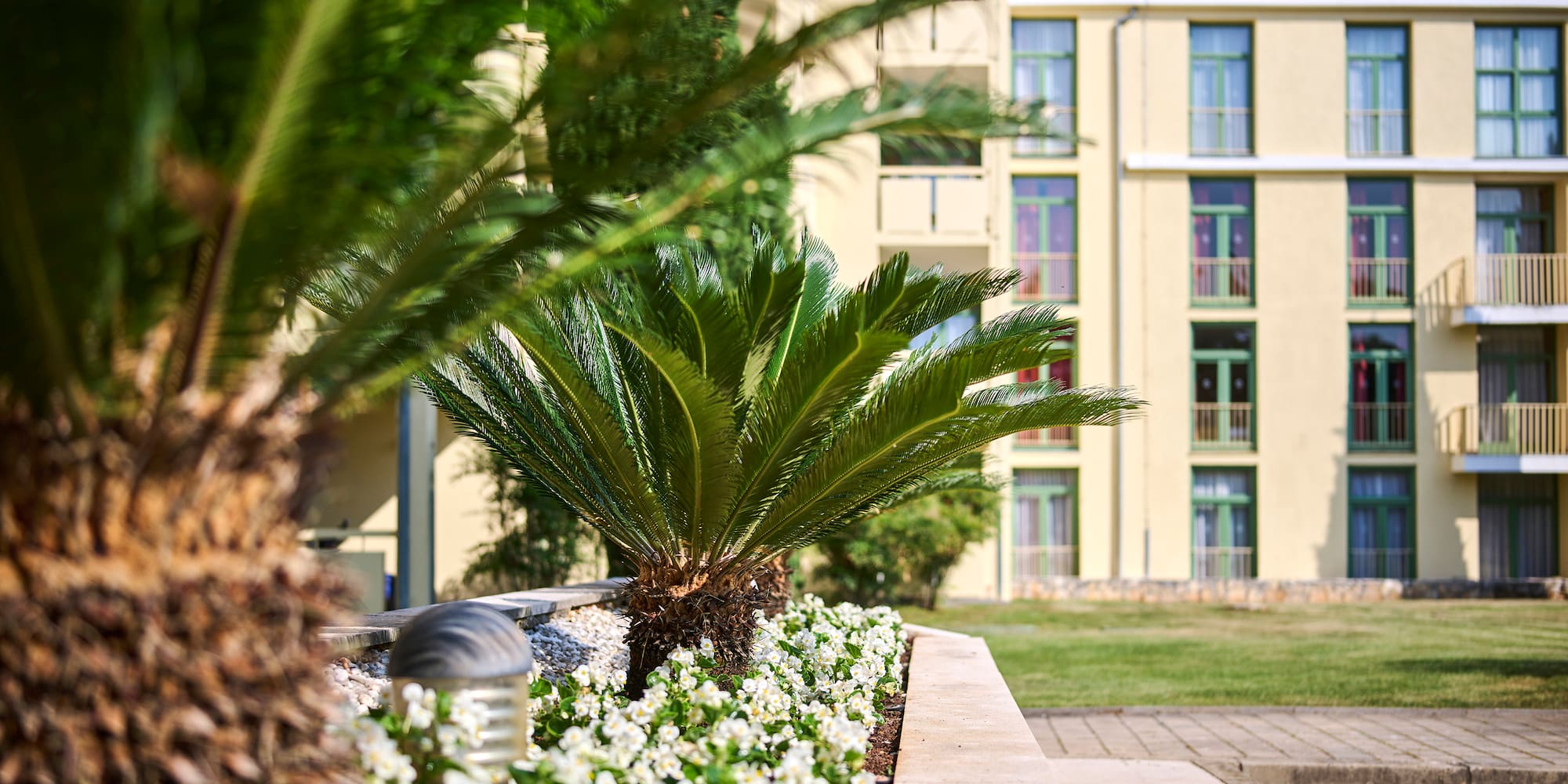 a palm trees in front of a building