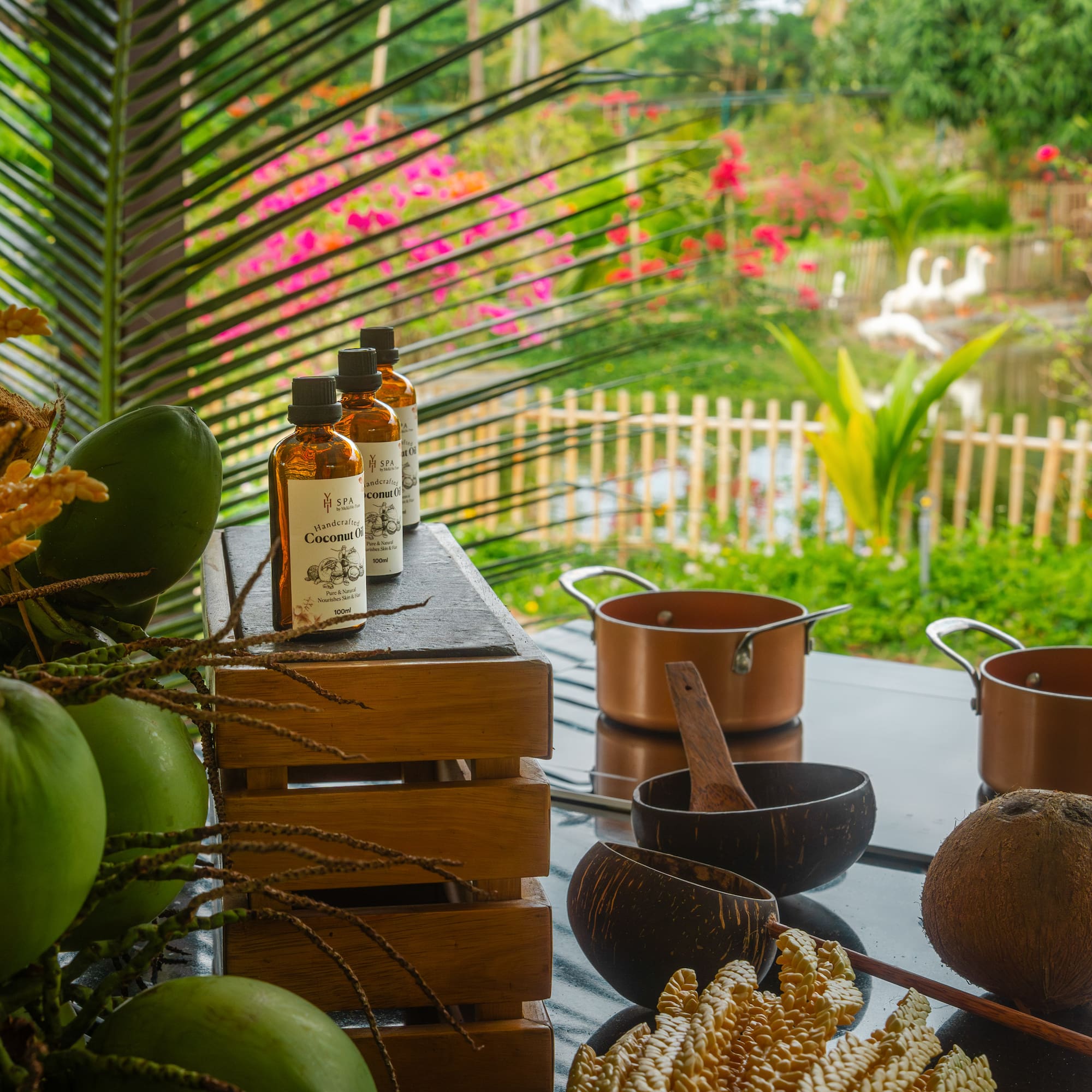 Coconut oil bottles, fresh coconuts, and spa tools in a tropical garden.