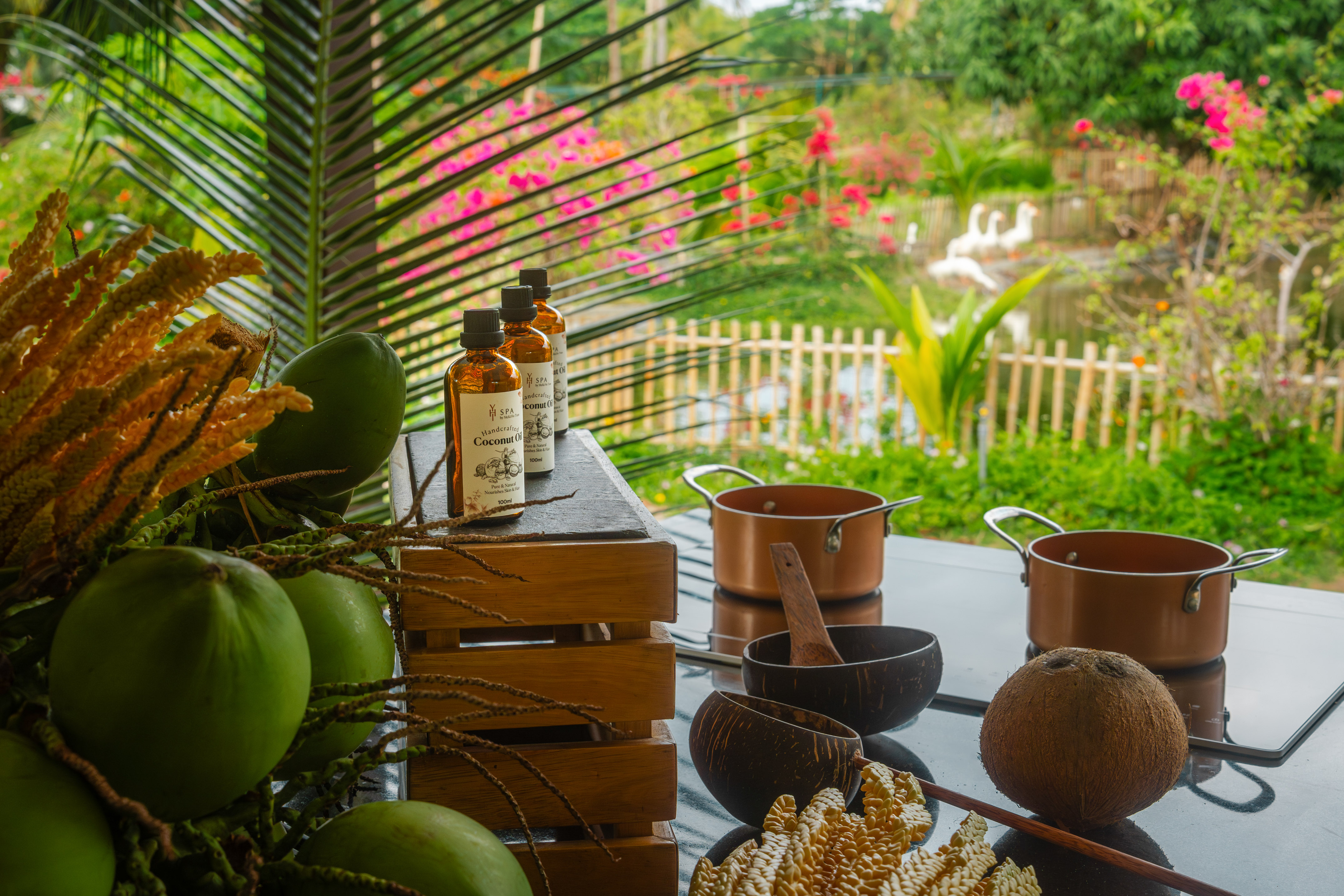Coconut oil bottles, fresh coconuts, and spa tools in a tropical garden.