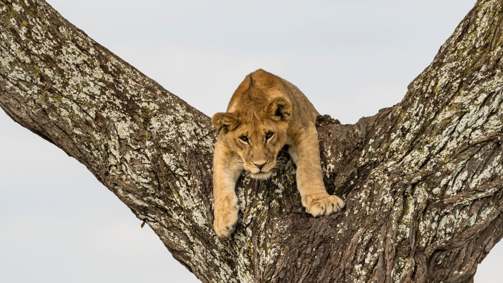 a lion lying on a tree branch