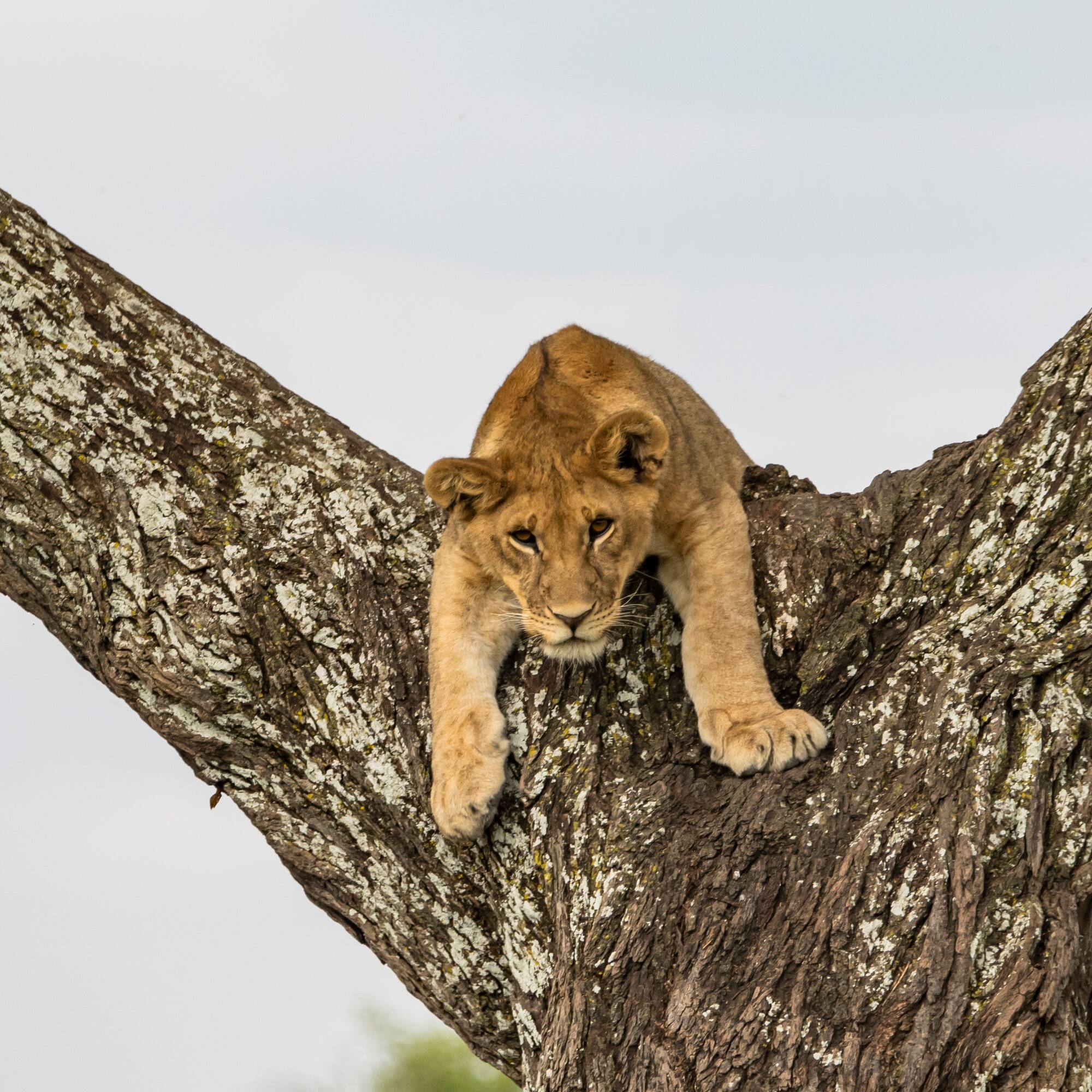 a lion lying on a tree branch