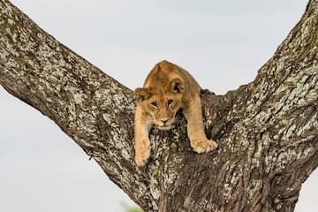 a lion lying on a tree branch