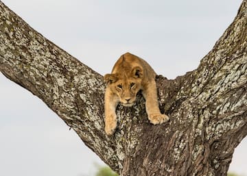 a lion lying on a tree branch
