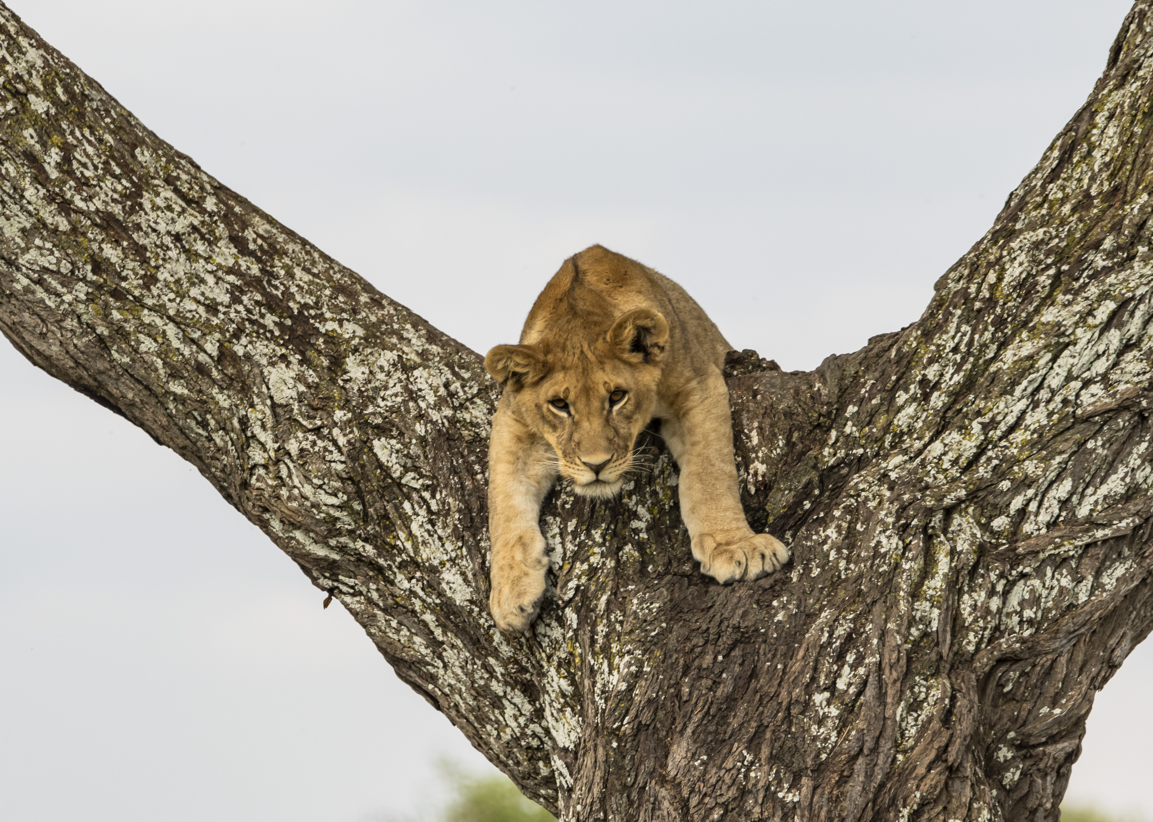 Young lion cub on a large tree branch, looking forward, African wildlife.