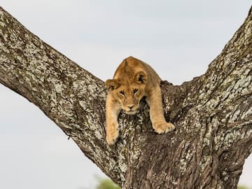 a lion lying on a tree branch