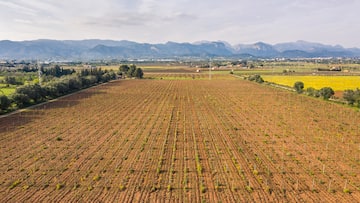 a large field with rows of plants