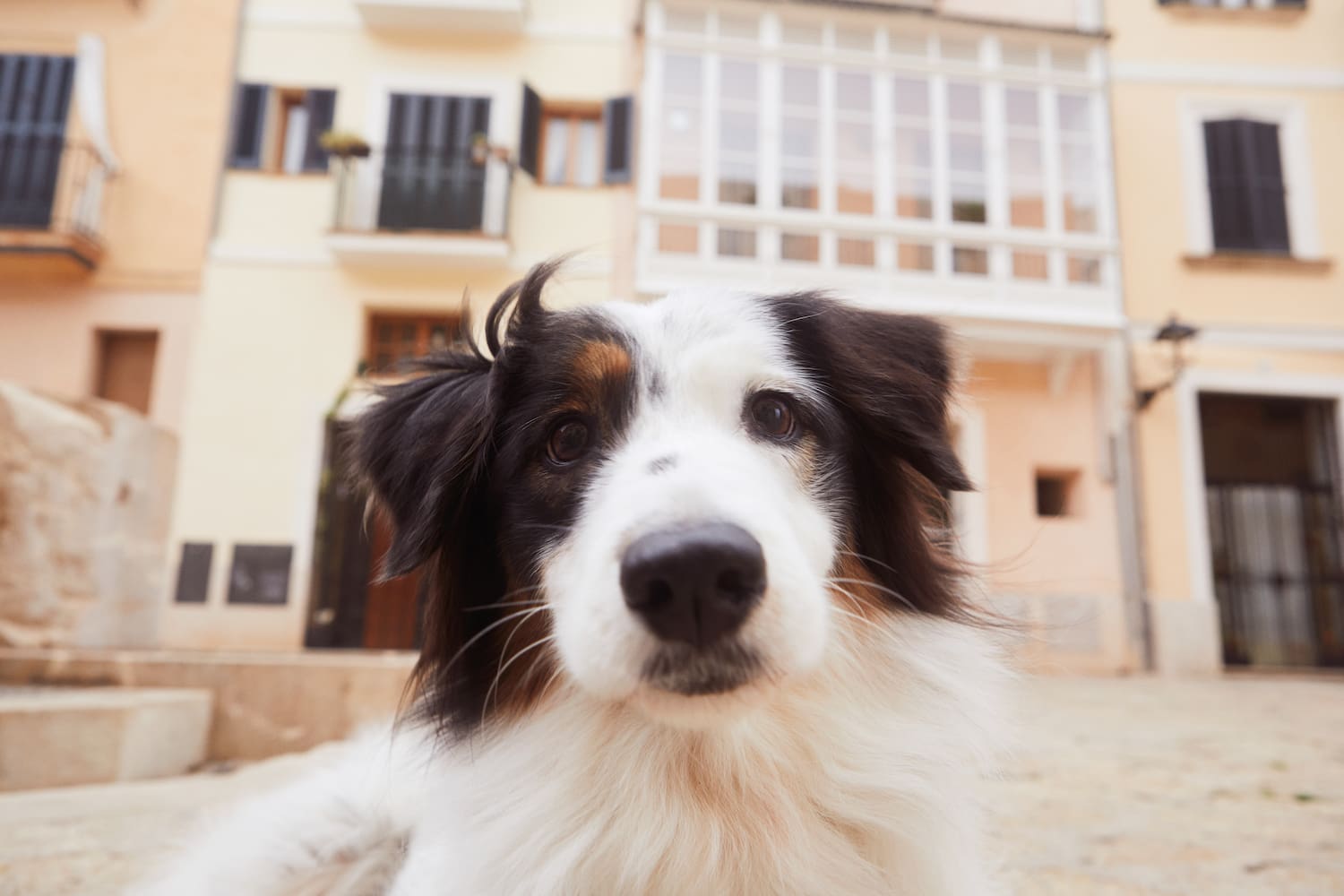 a dog looking at the camera